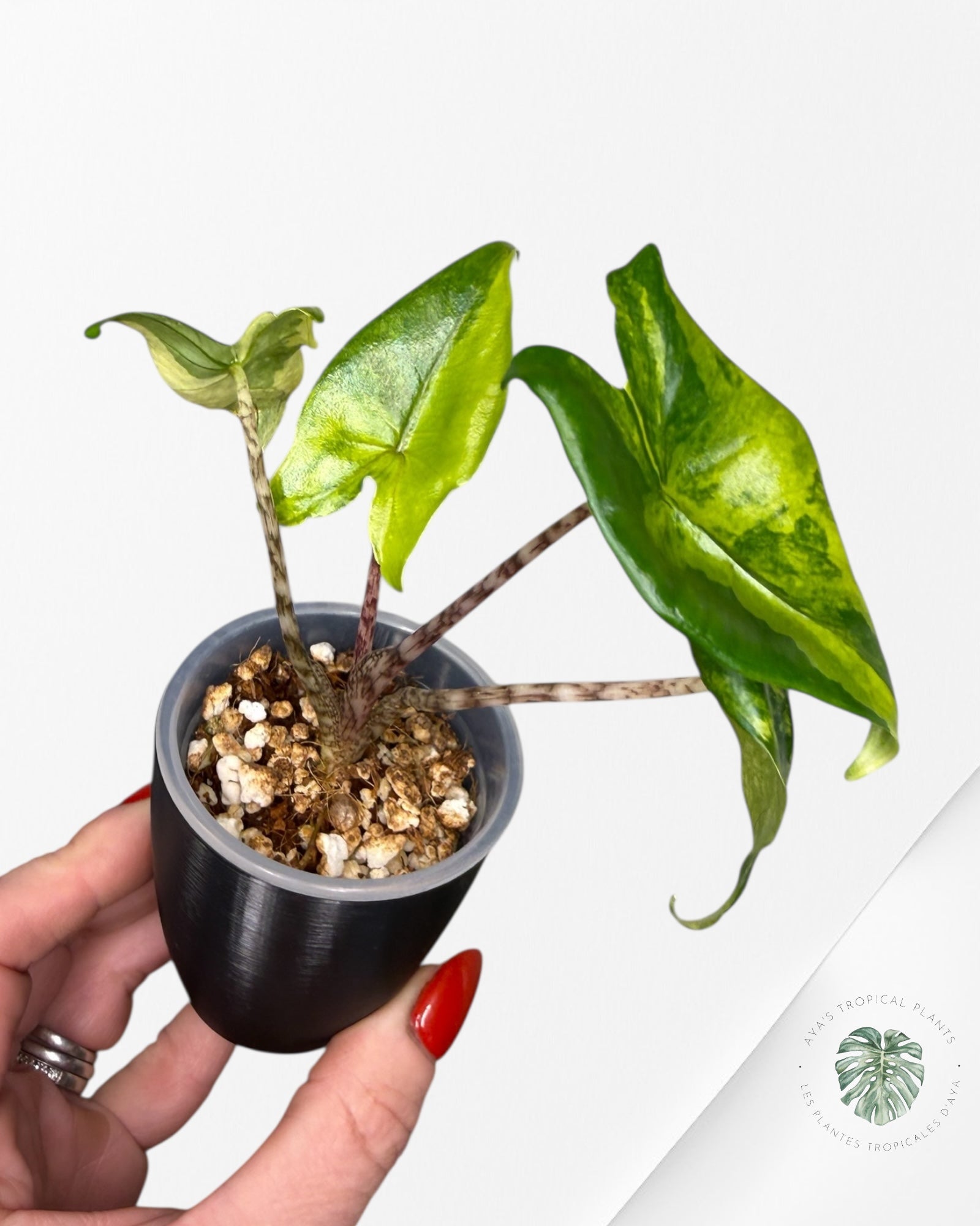 Alocasia Zebrina Thomas Variegated