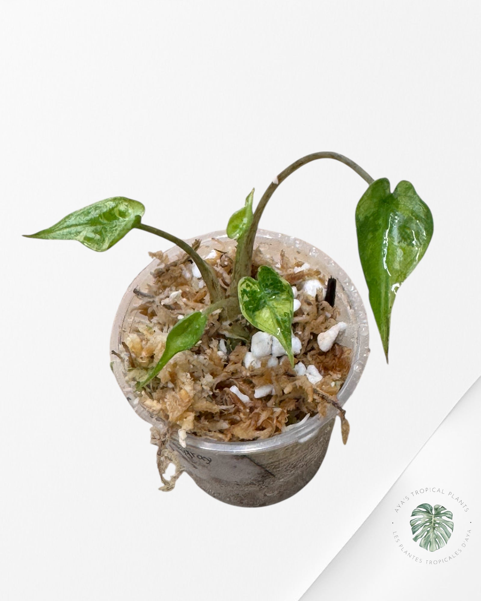 Alocasia Stingray panachée (aurea) - TC3