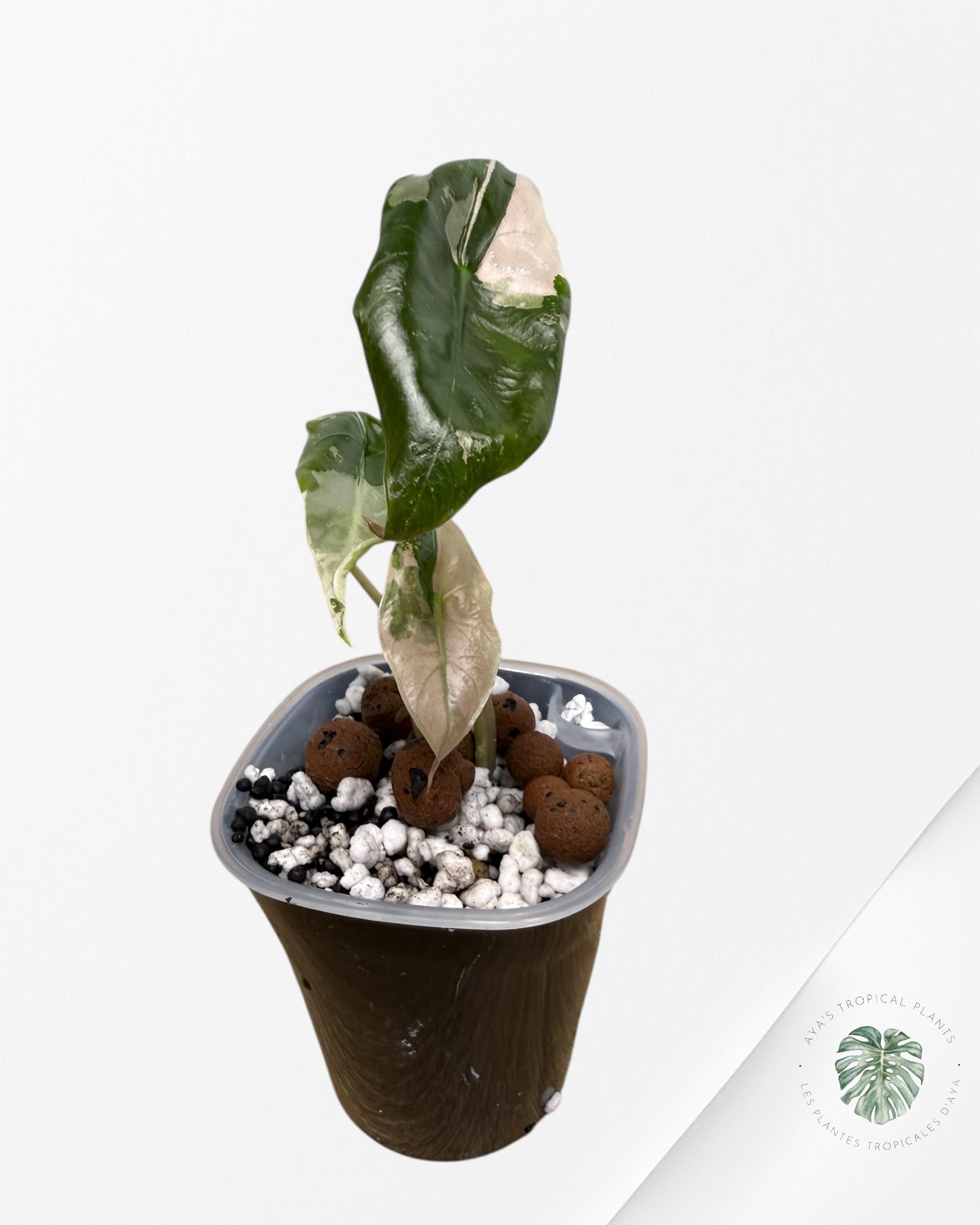 Alocasia Chantrieri Pink Variegated