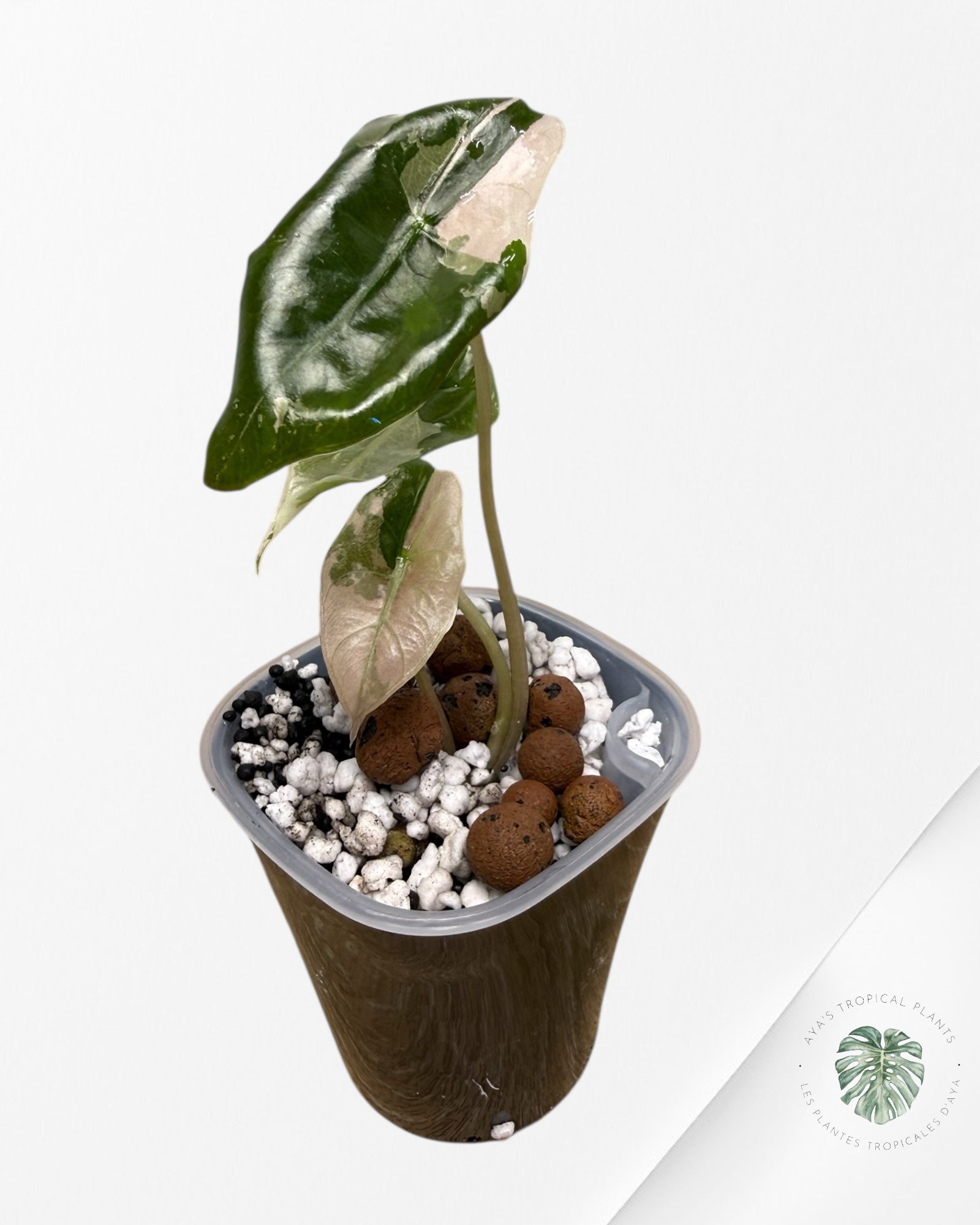 Alocasia Chantrieri Pink Variegated