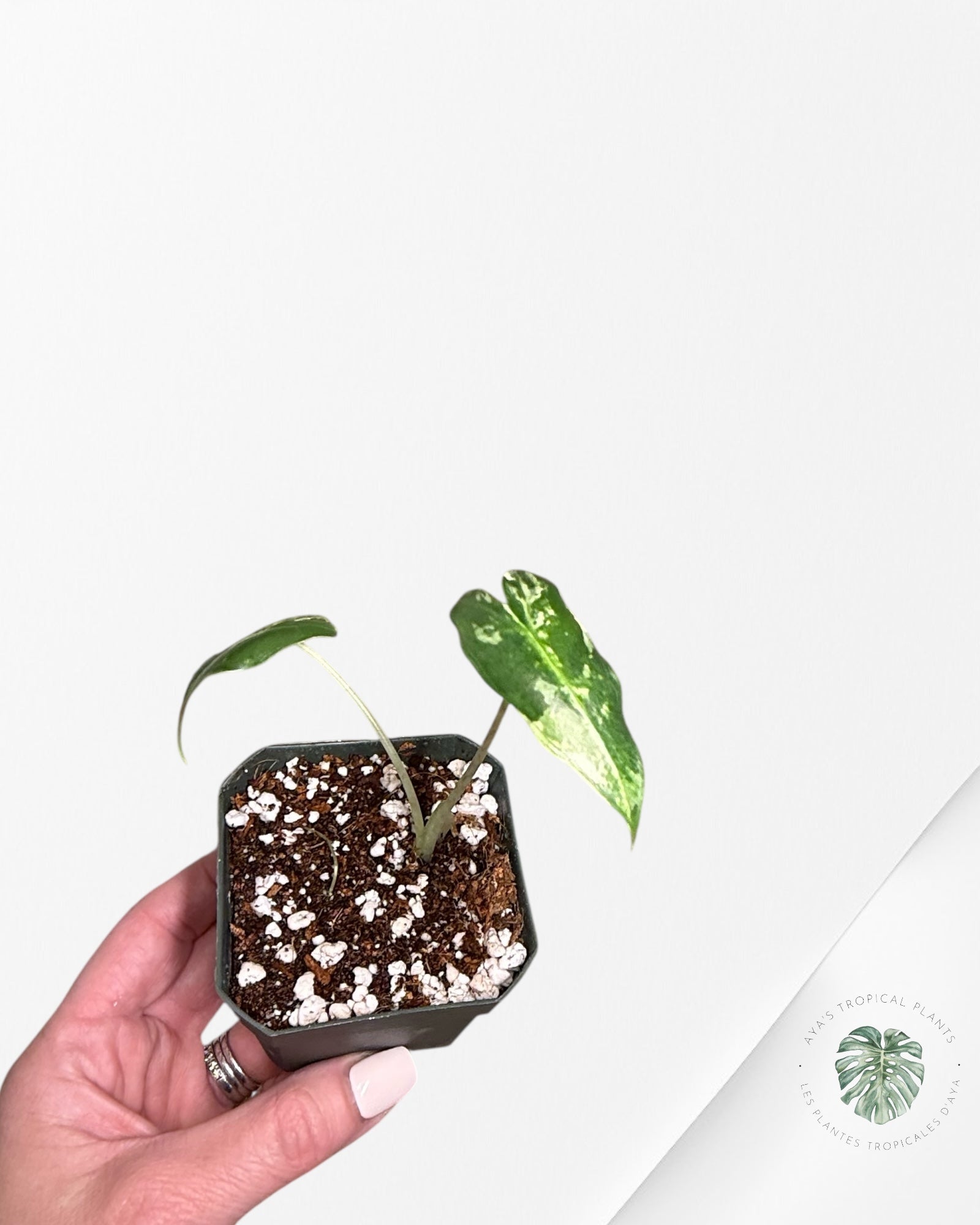 Alocasia Sarian Variegated - TC0