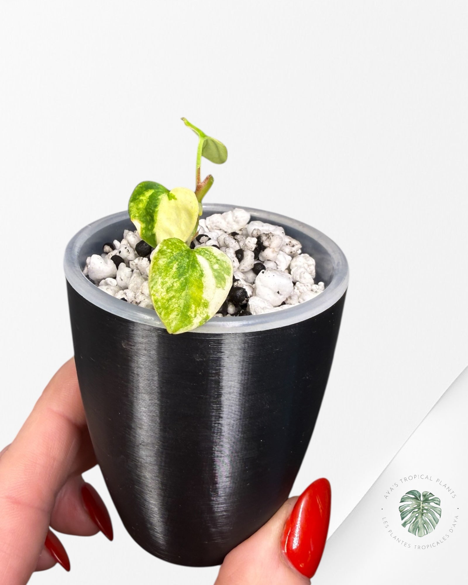 Anthurium Papillilaminum X Magnificum Variegated