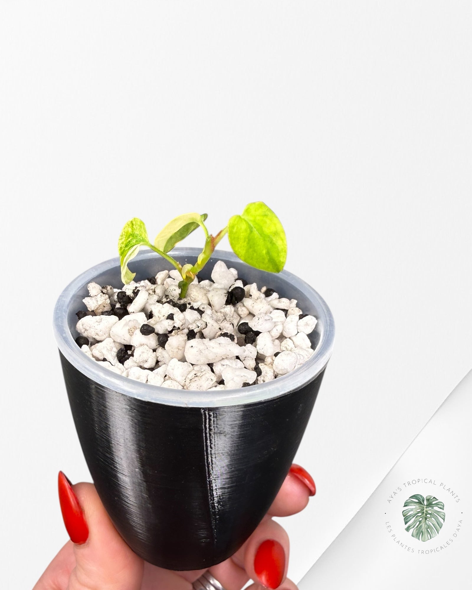 Anthurium Papillilaminum X Magnificum Variegated