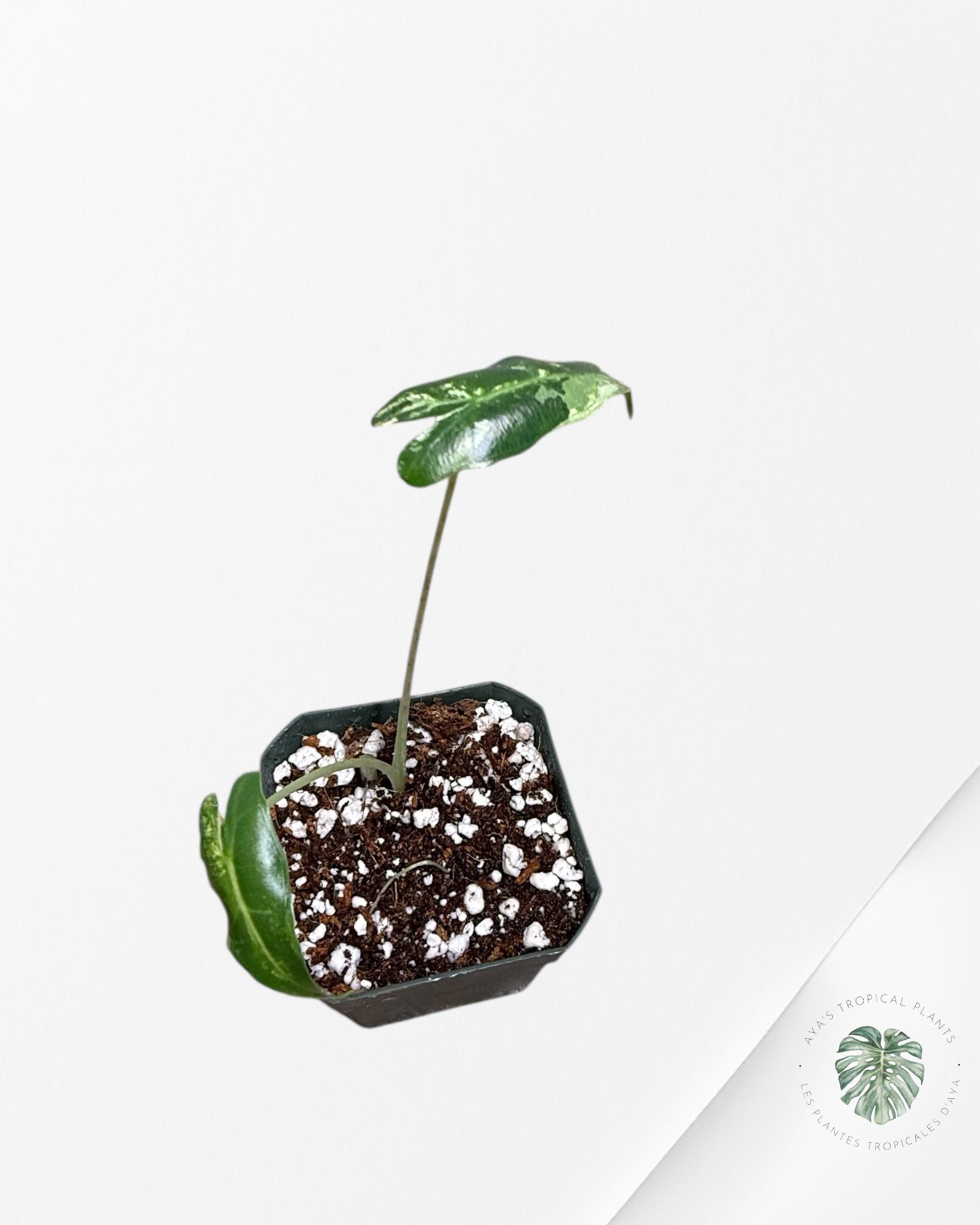 Alocasia Sarian Variegated - TC0