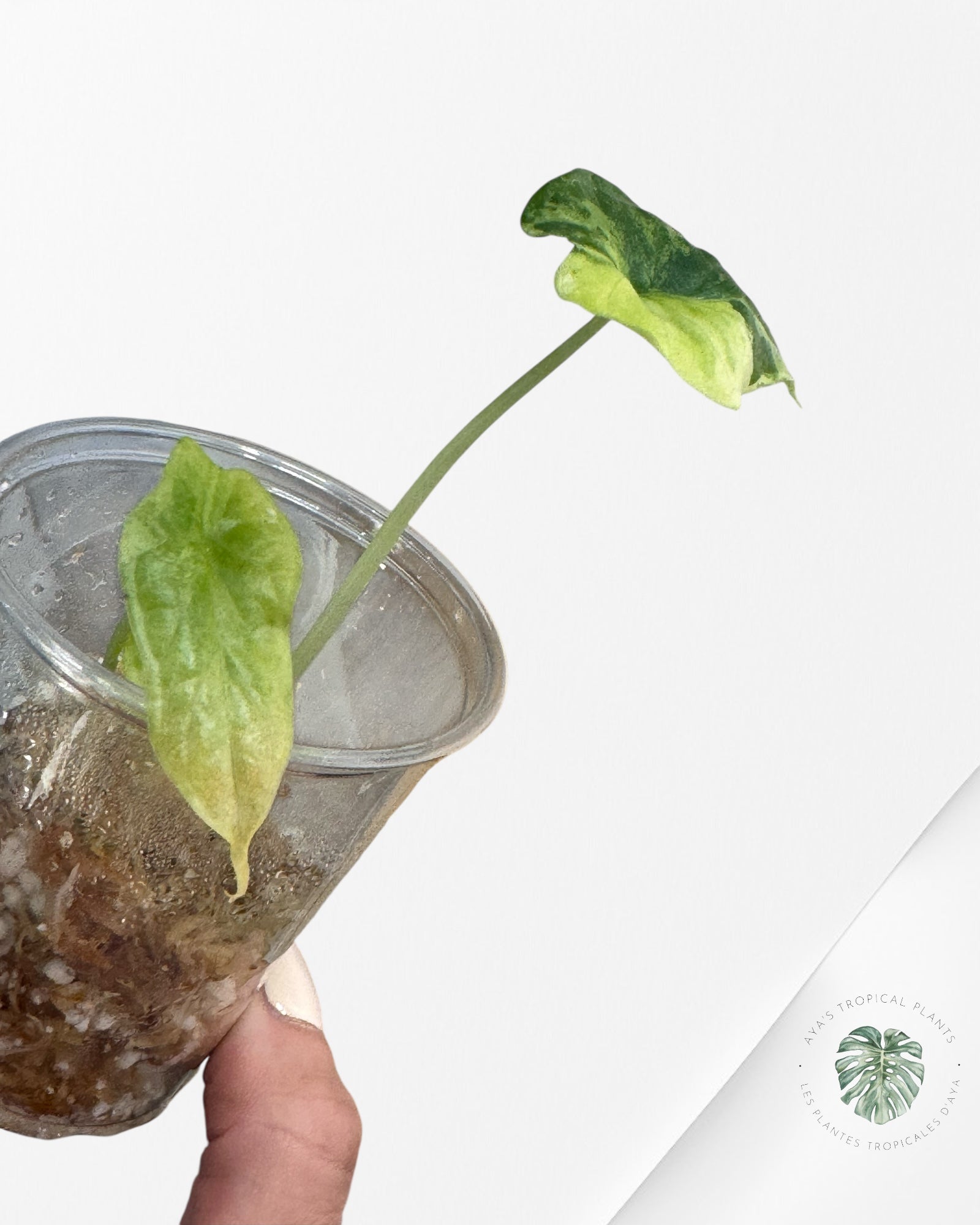 Alocasia Silver Dragon Variegated (Aurea) - TC6