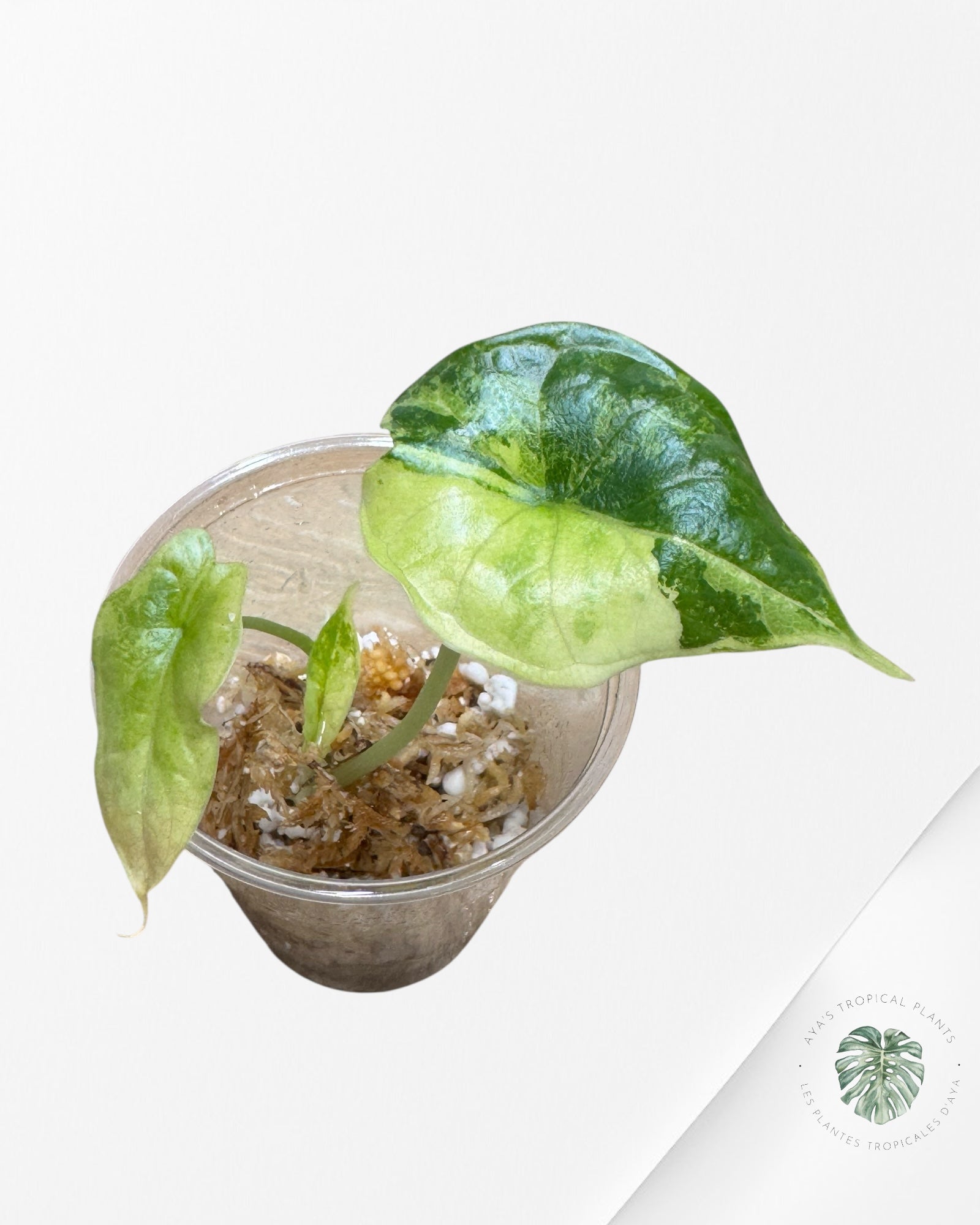 Alocasia Silver Dragon Variegated (Aurea) - TC6