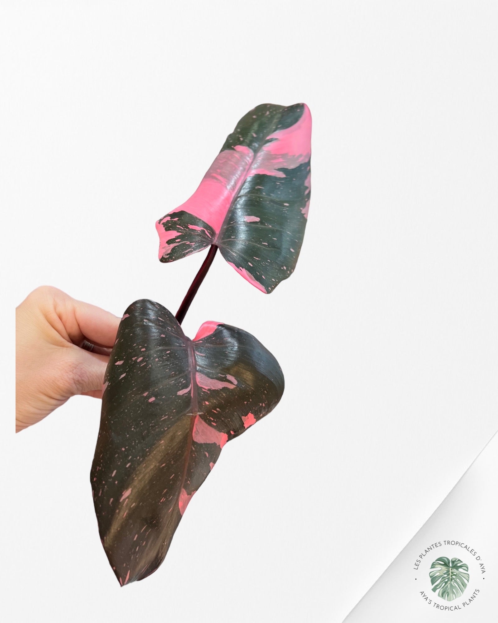 Philodendron Pink Princess Marble King-PO-565