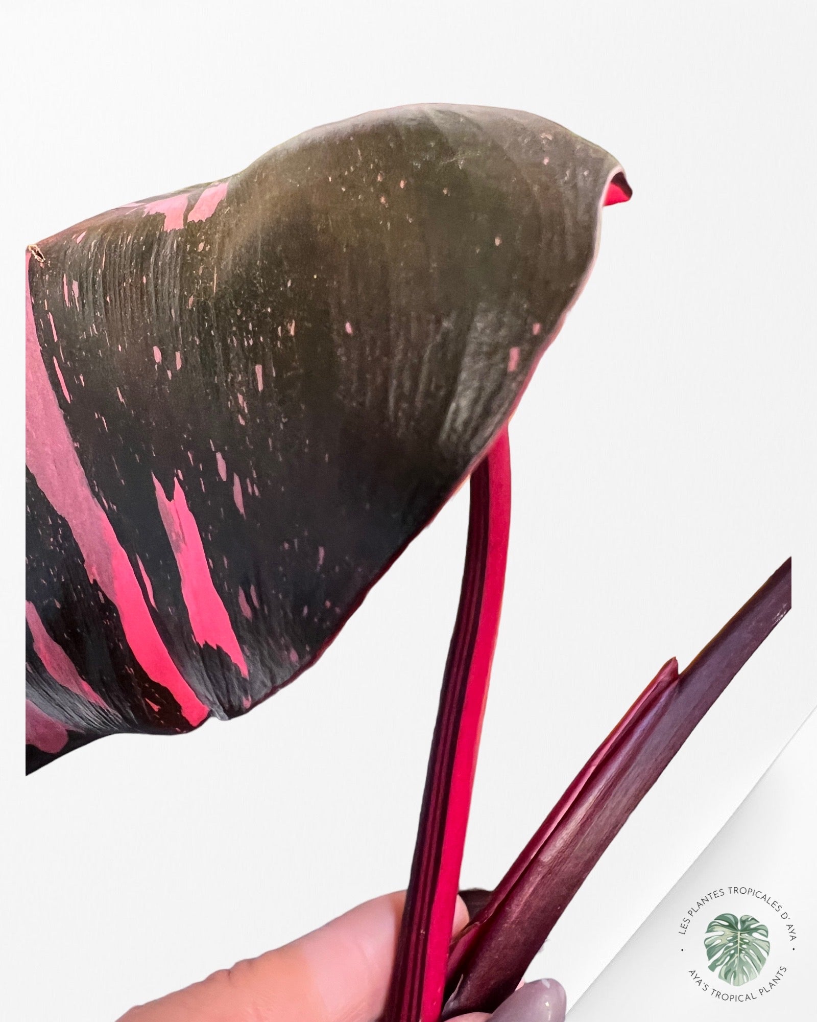 Philodendron Pink Princess Marble King-PO-565