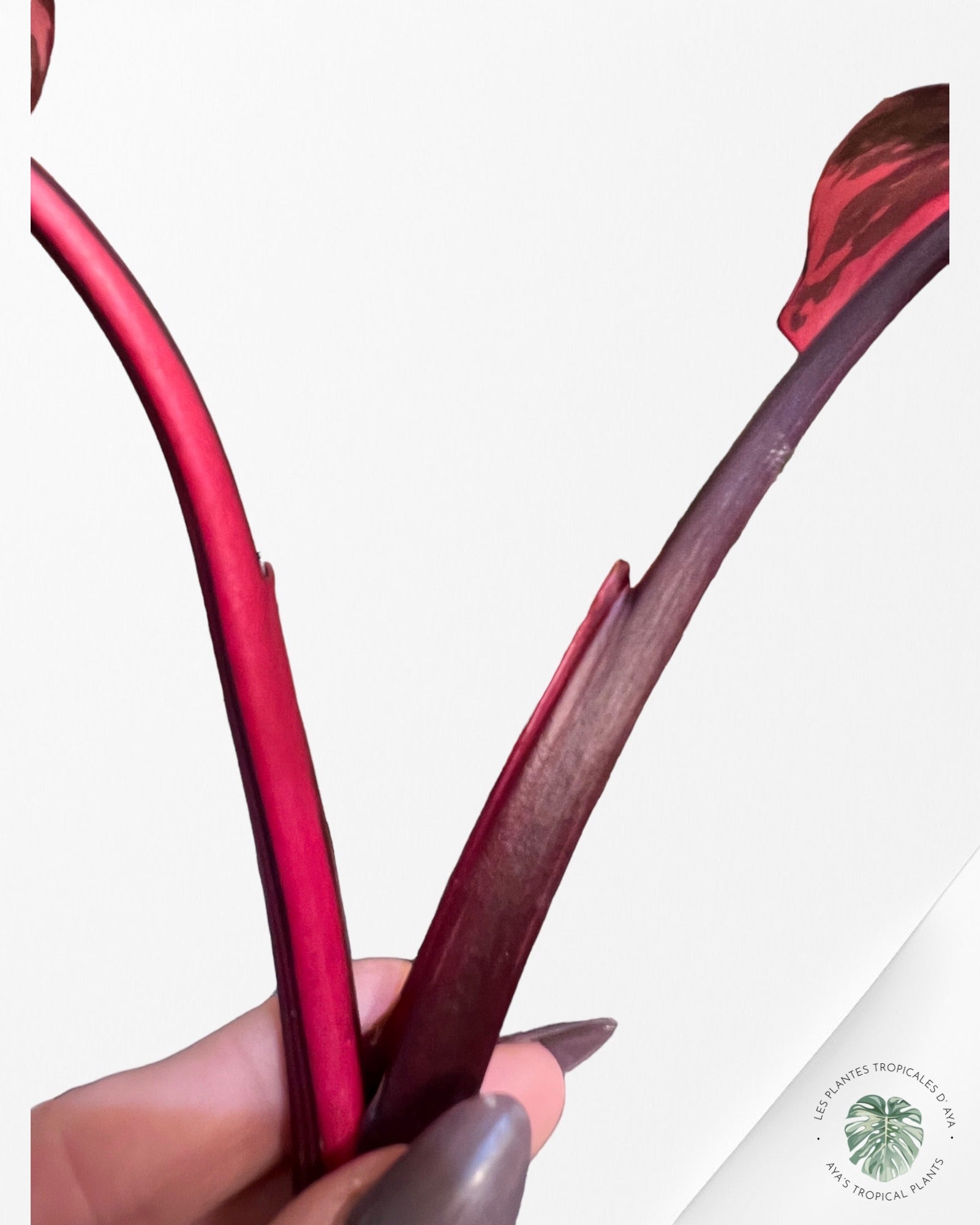 Philodendron Pink Princess Marble King-PO-565