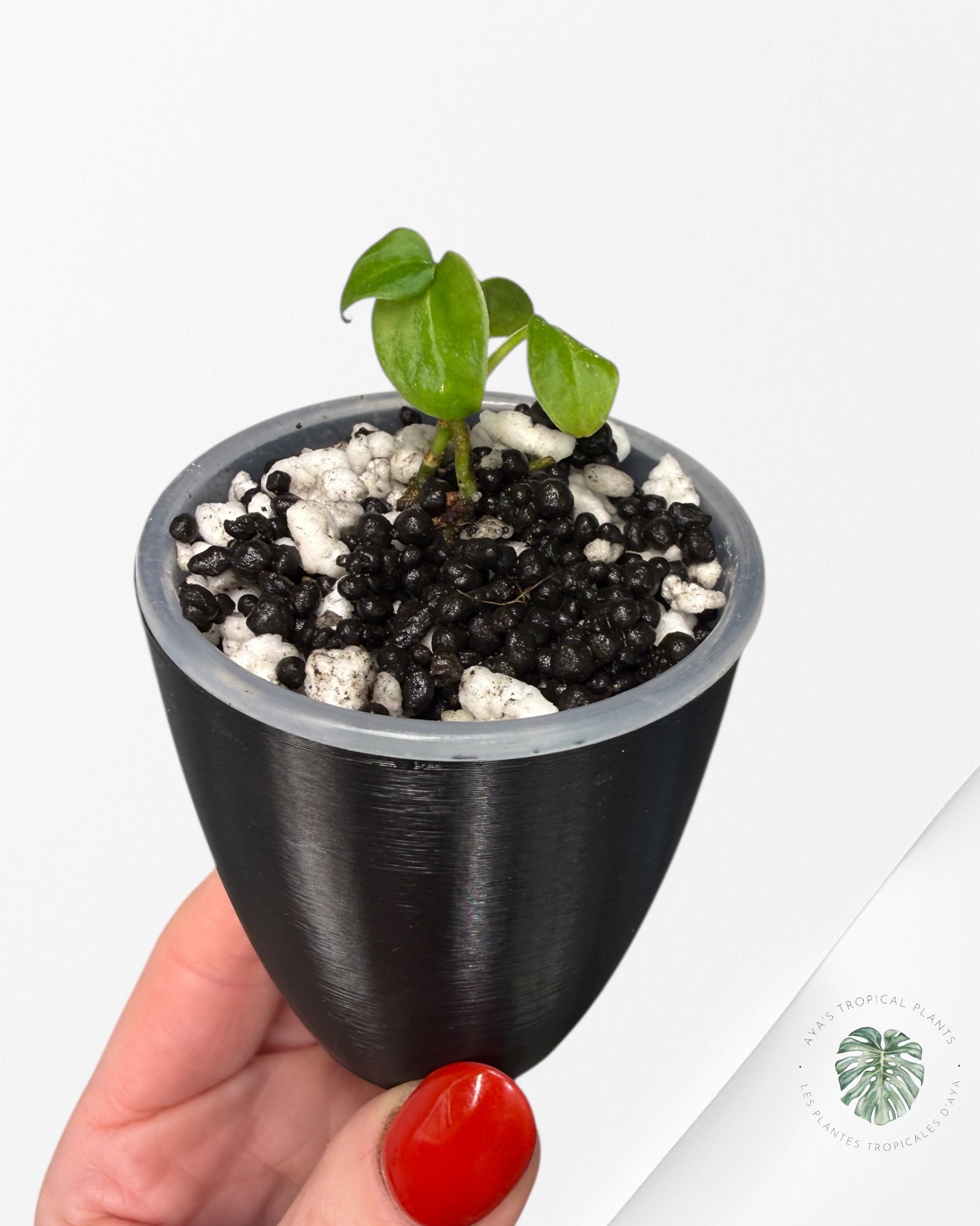 Anthurium Purple Crystallinum