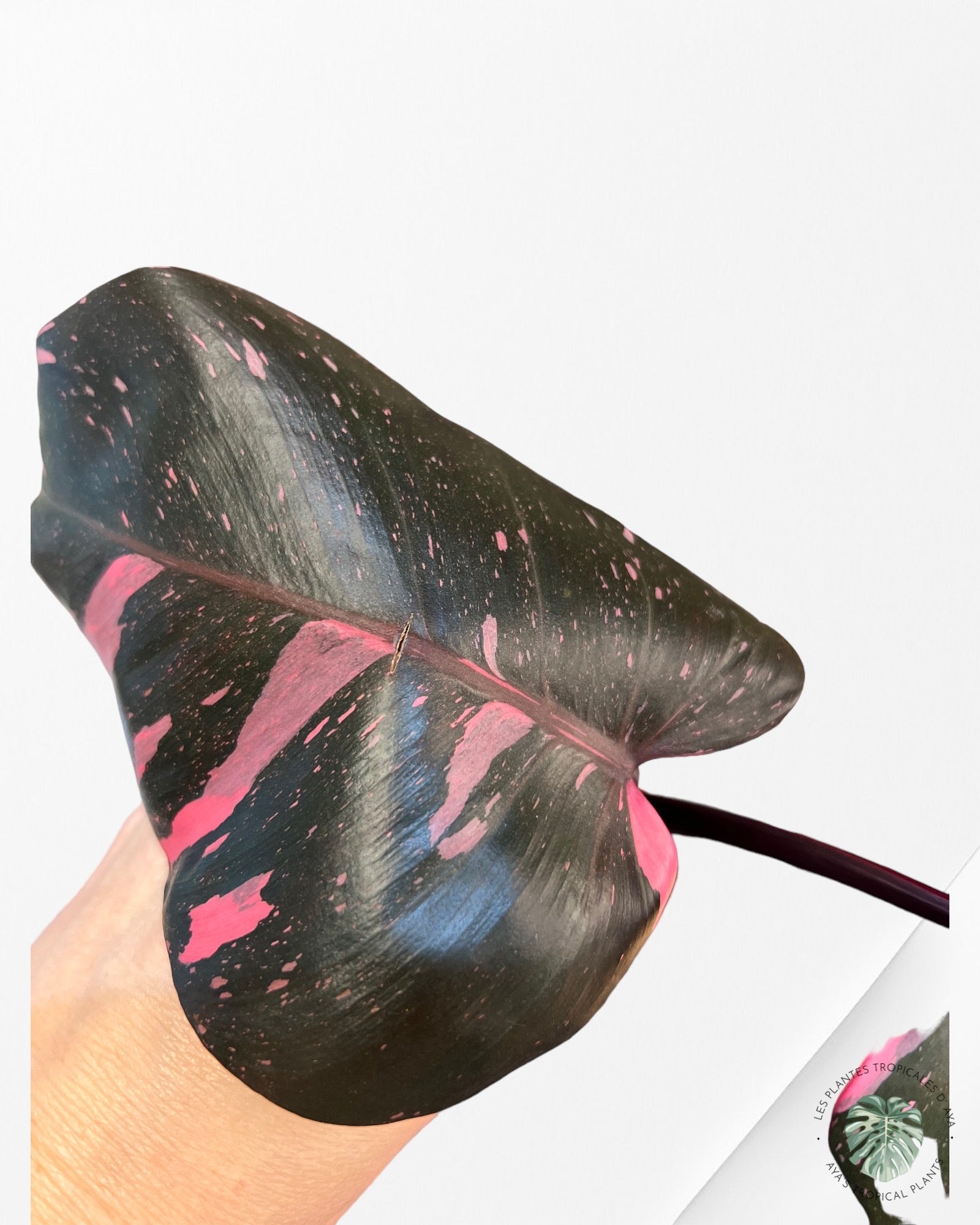 Philodendron Pink Princess Marble King-PO-565