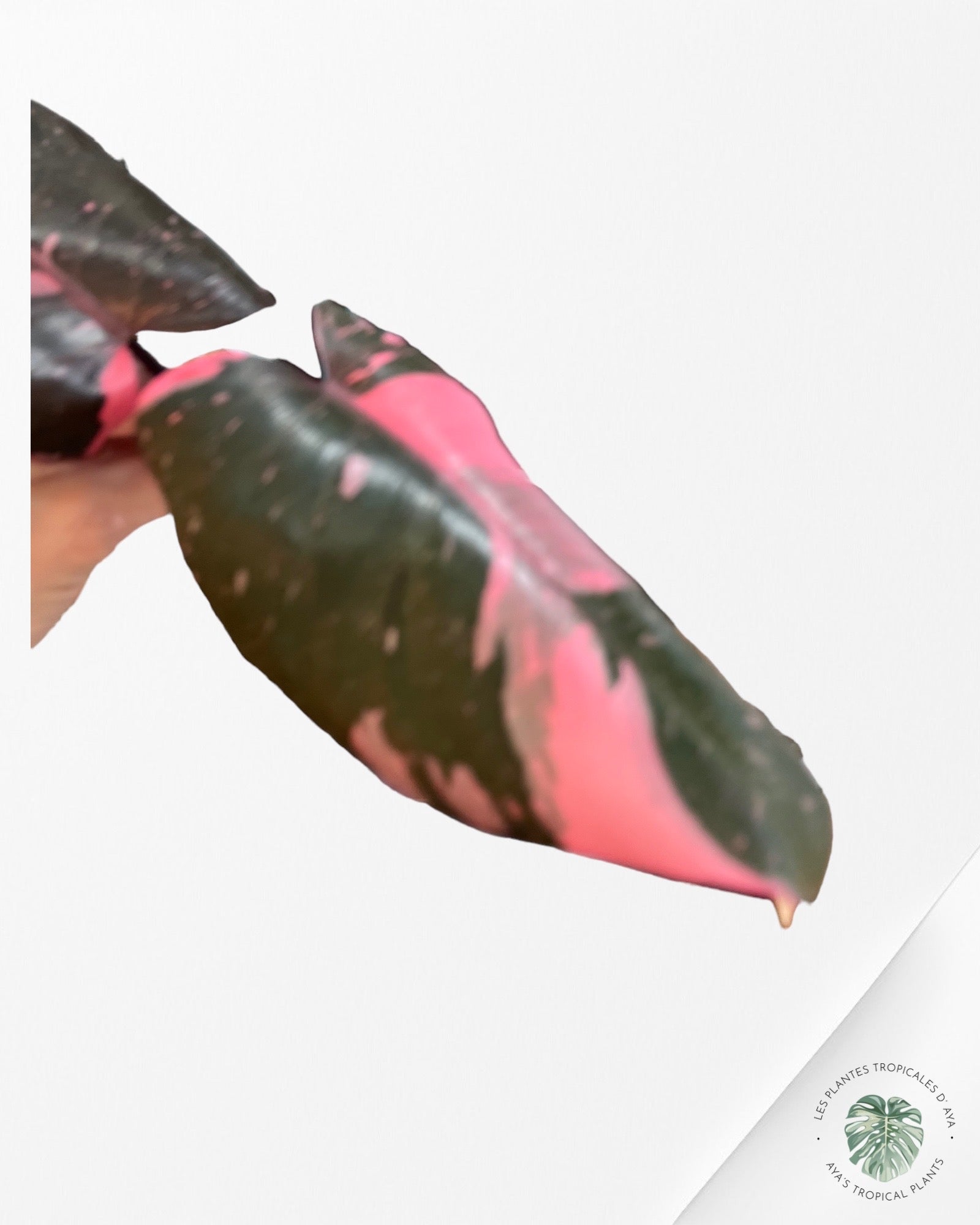Philodendron Pink Princess Marble King-PO-565