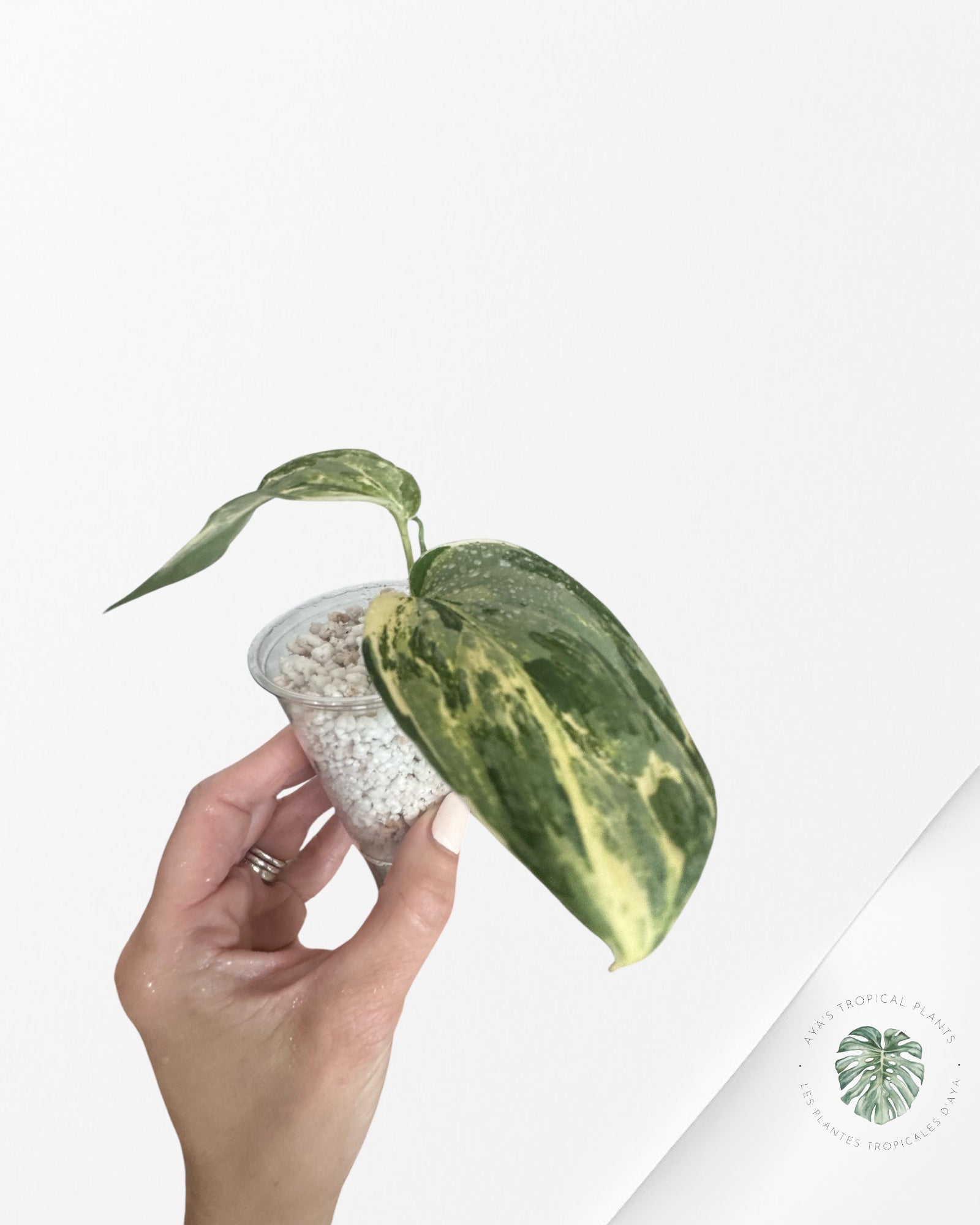 Scindapsus peasun - FA
