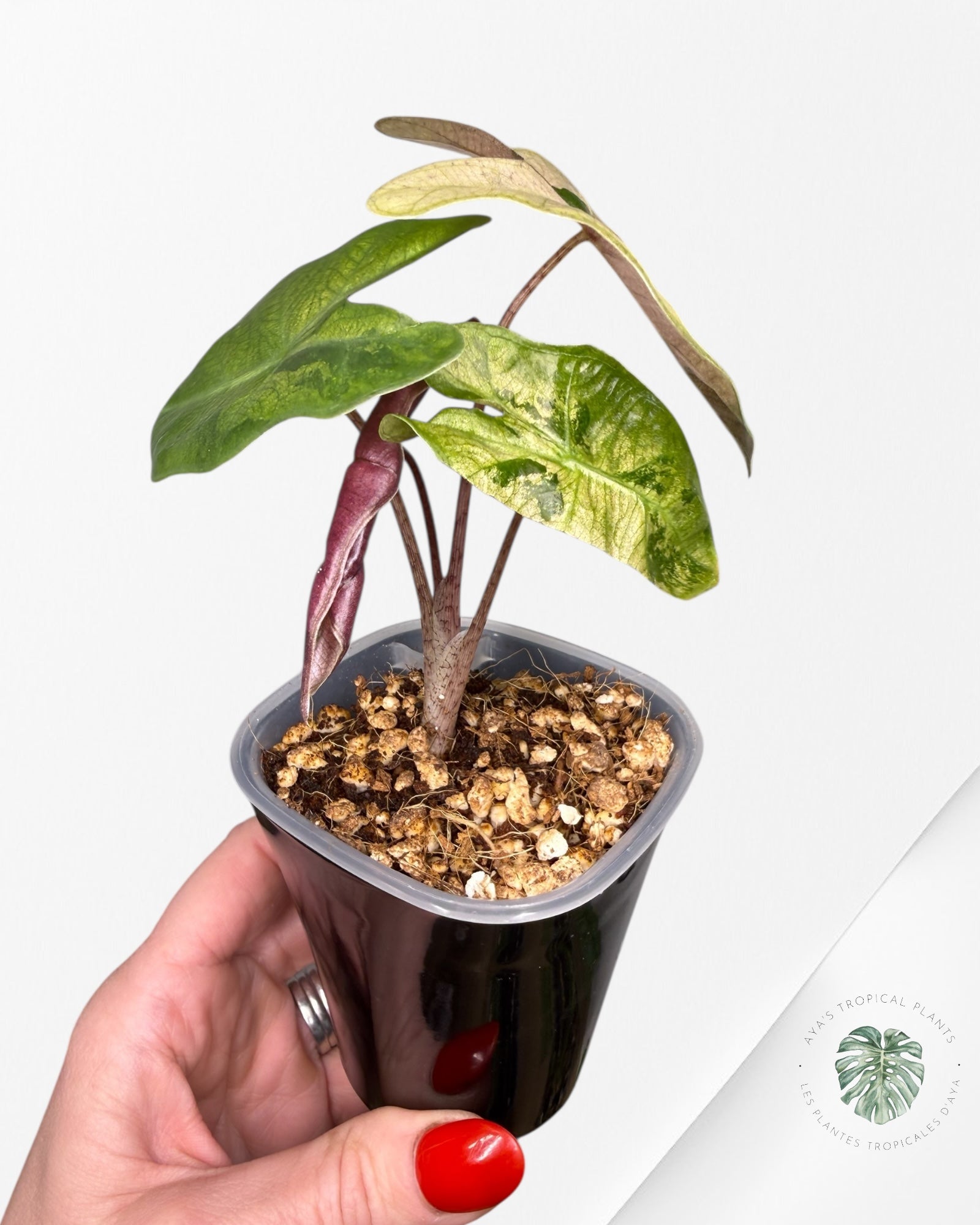 Alocasia Pseudo-Sanderiana panachée rose | Plante rare cultivée en culture tropicale | Plantes tropicales d'Aya