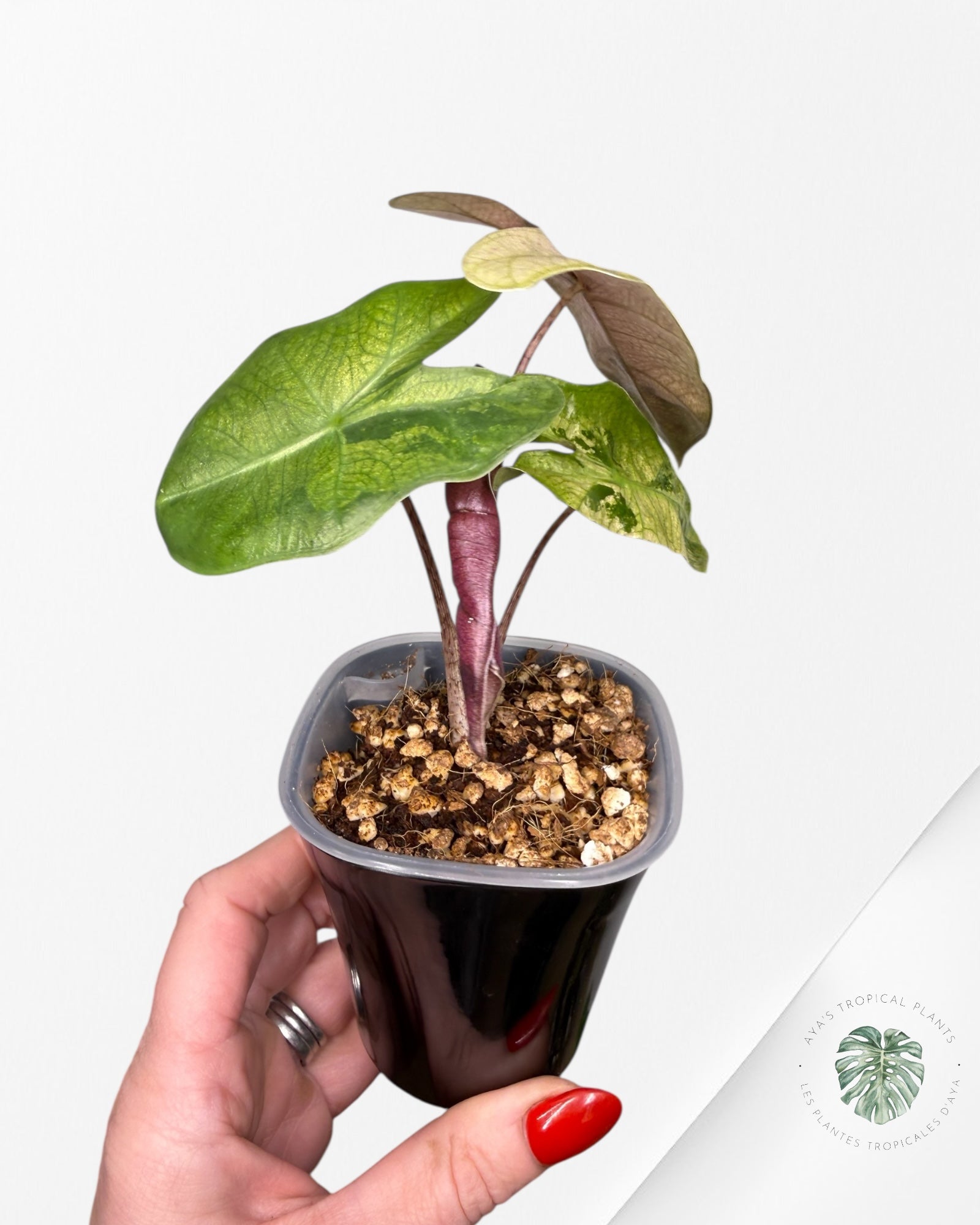 Alocasia Pseudo-Sanderiana panachée rose | Plante rare cultivée en culture tropicale | Plantes tropicales d'Aya
