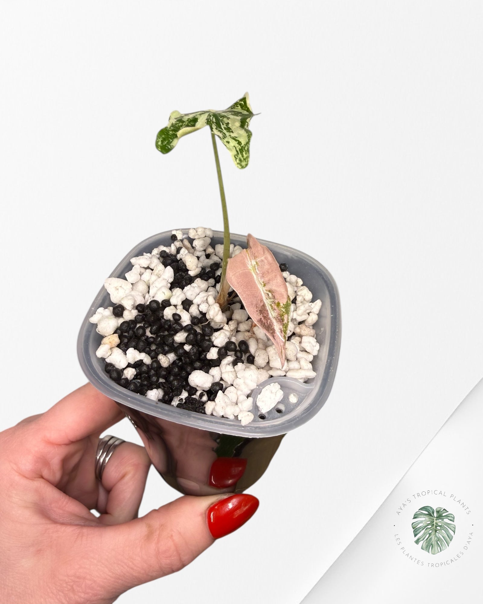 Alocasia Nobilis Pink Variegated