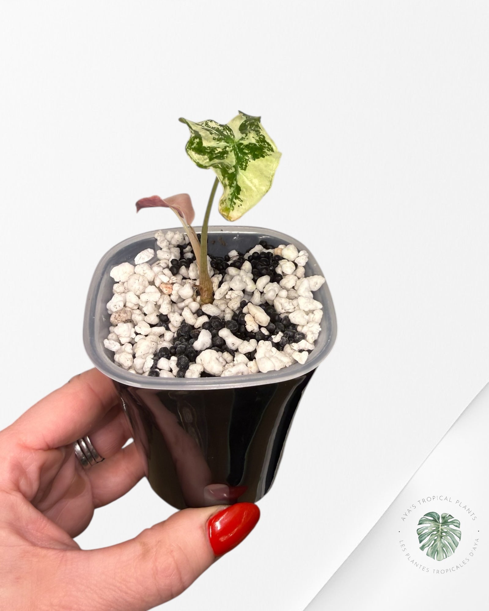 Alocasia Nobilis Pink Variegated