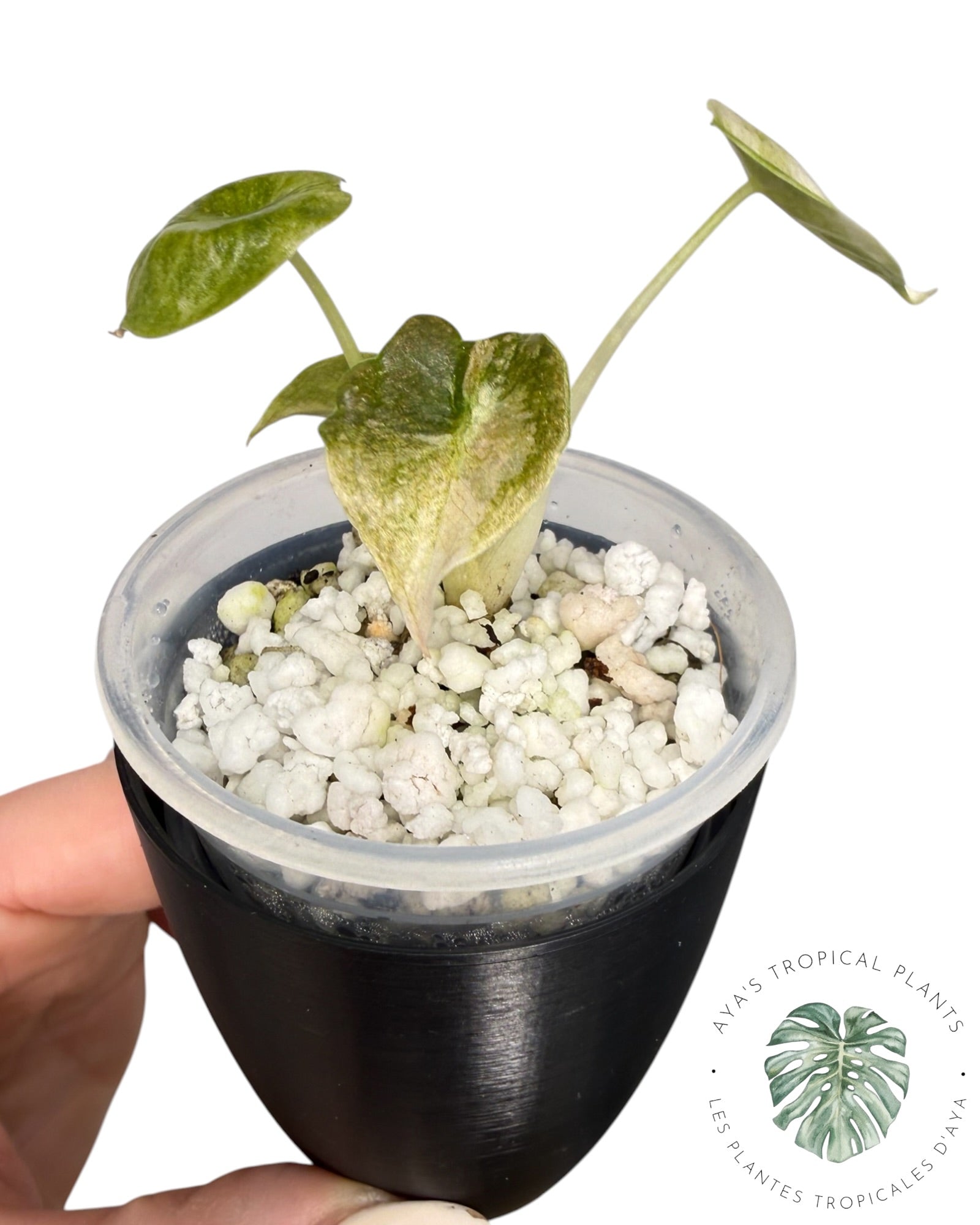 Alocasia Cuprea Pink Mint