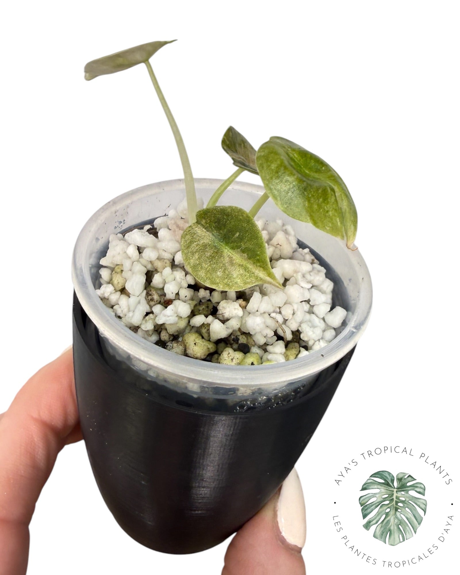 Alocasia Cuprea Pink Mint