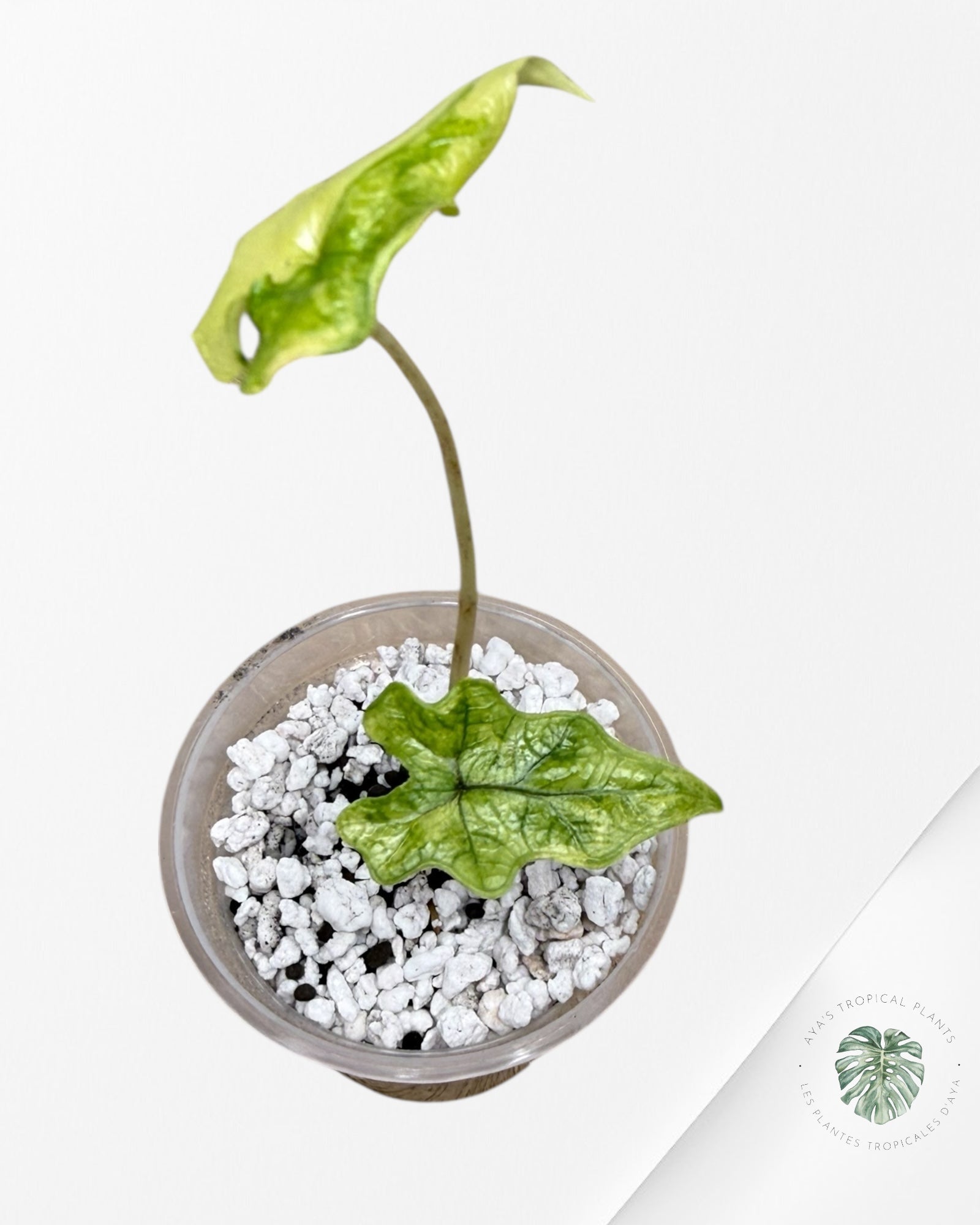 Alocasia Jacklyn Mystic Variegated