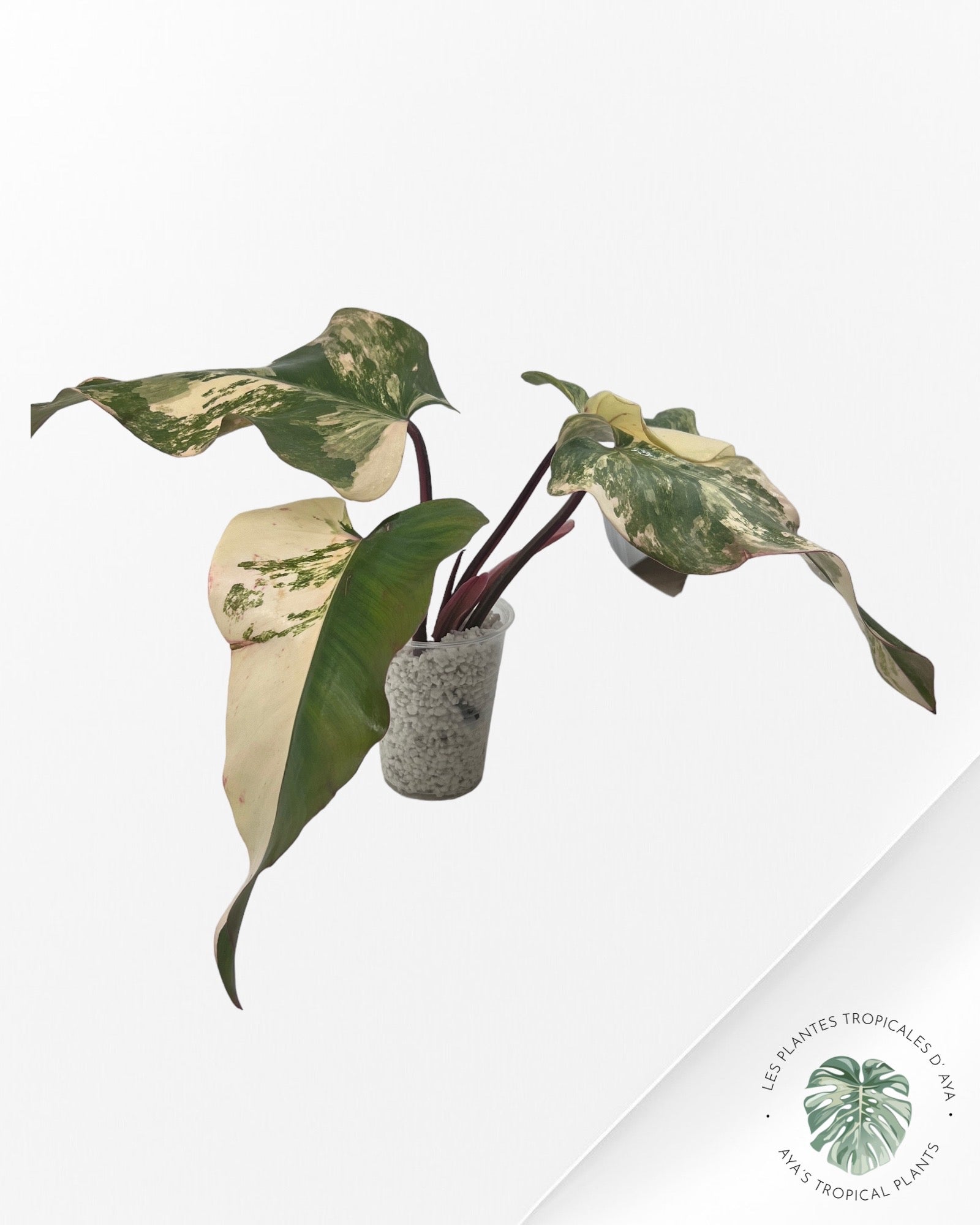 Philodendron Strawberry Shake ( XL) JA0824