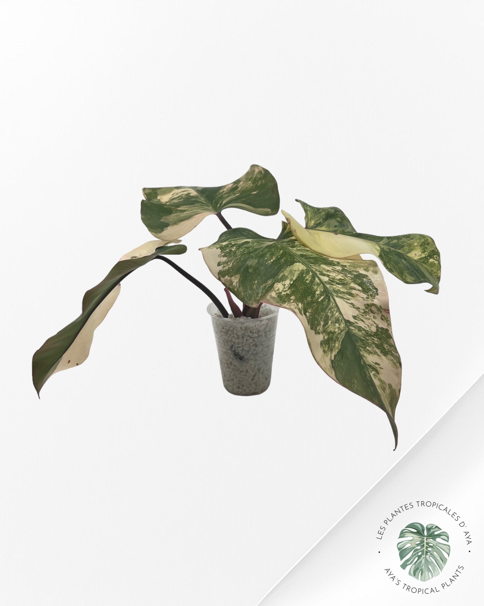 Philodendron Strawberry Shake ( XL) JA0824