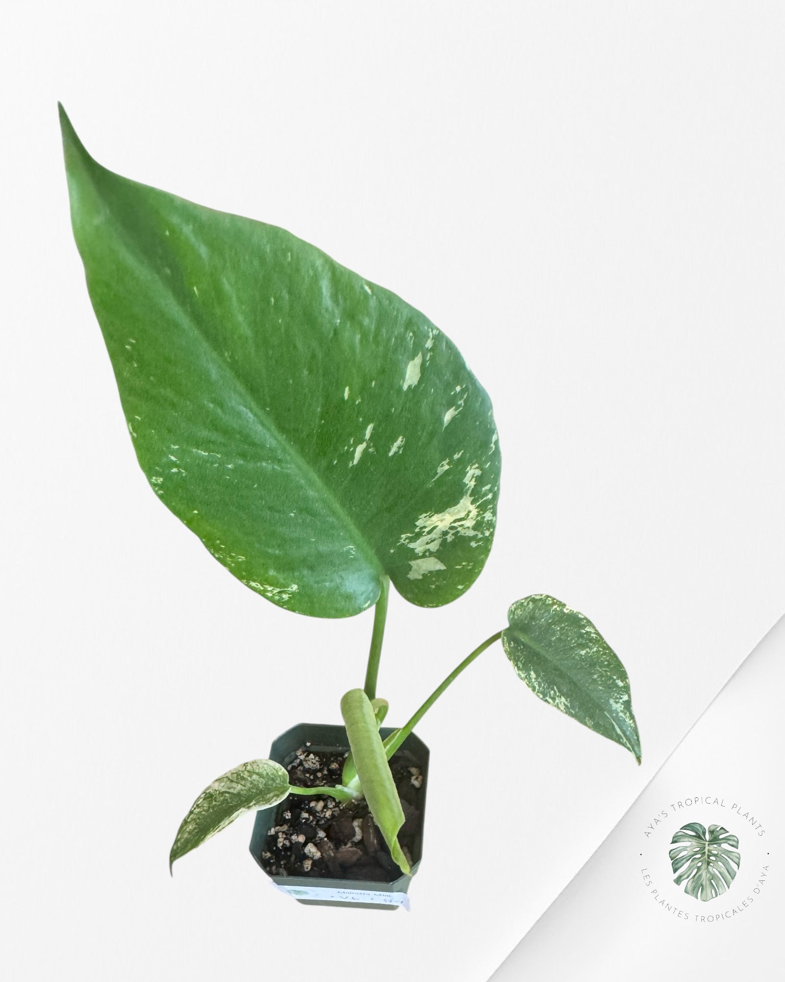 Monstera Menthe - V6