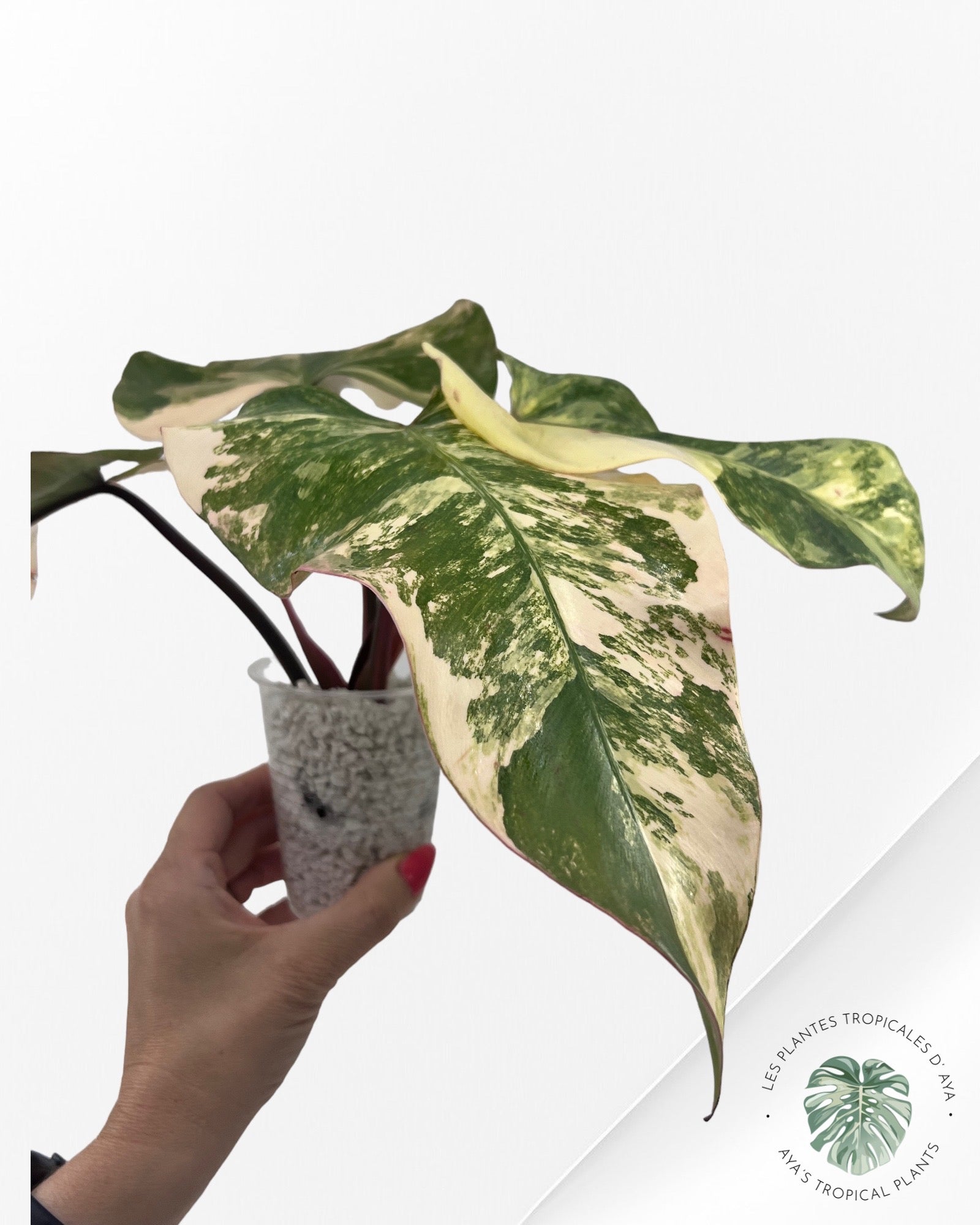 Philodendron Strawberry Shake ( XL) JA0824