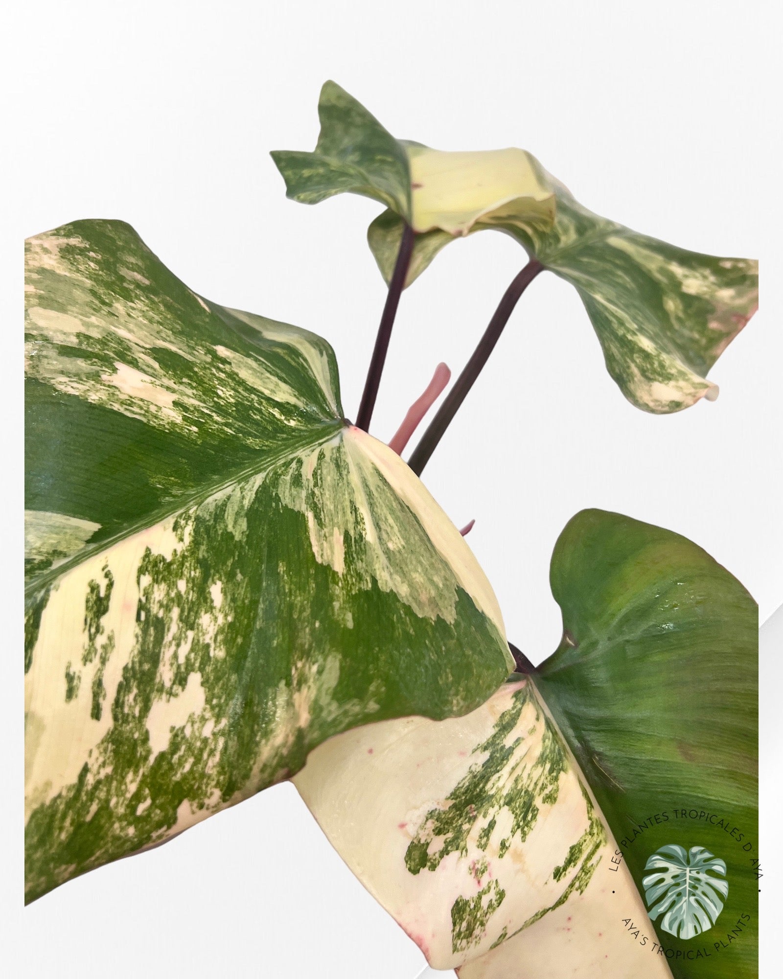 Philodendron Strawberry Shake ( XL) JA0824