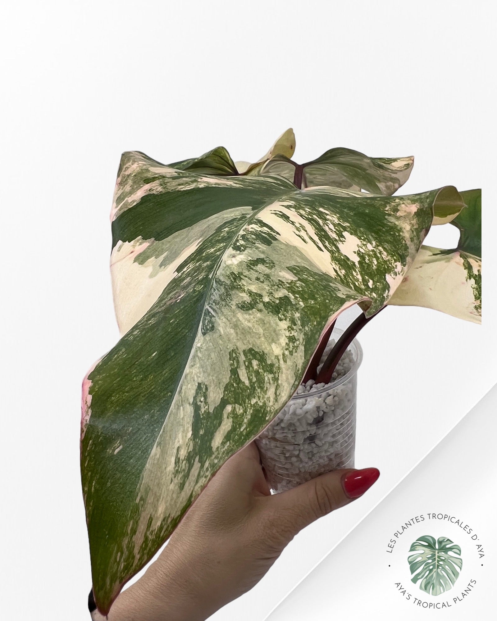 Philodendron Strawberry Shake ( XL) JA0824