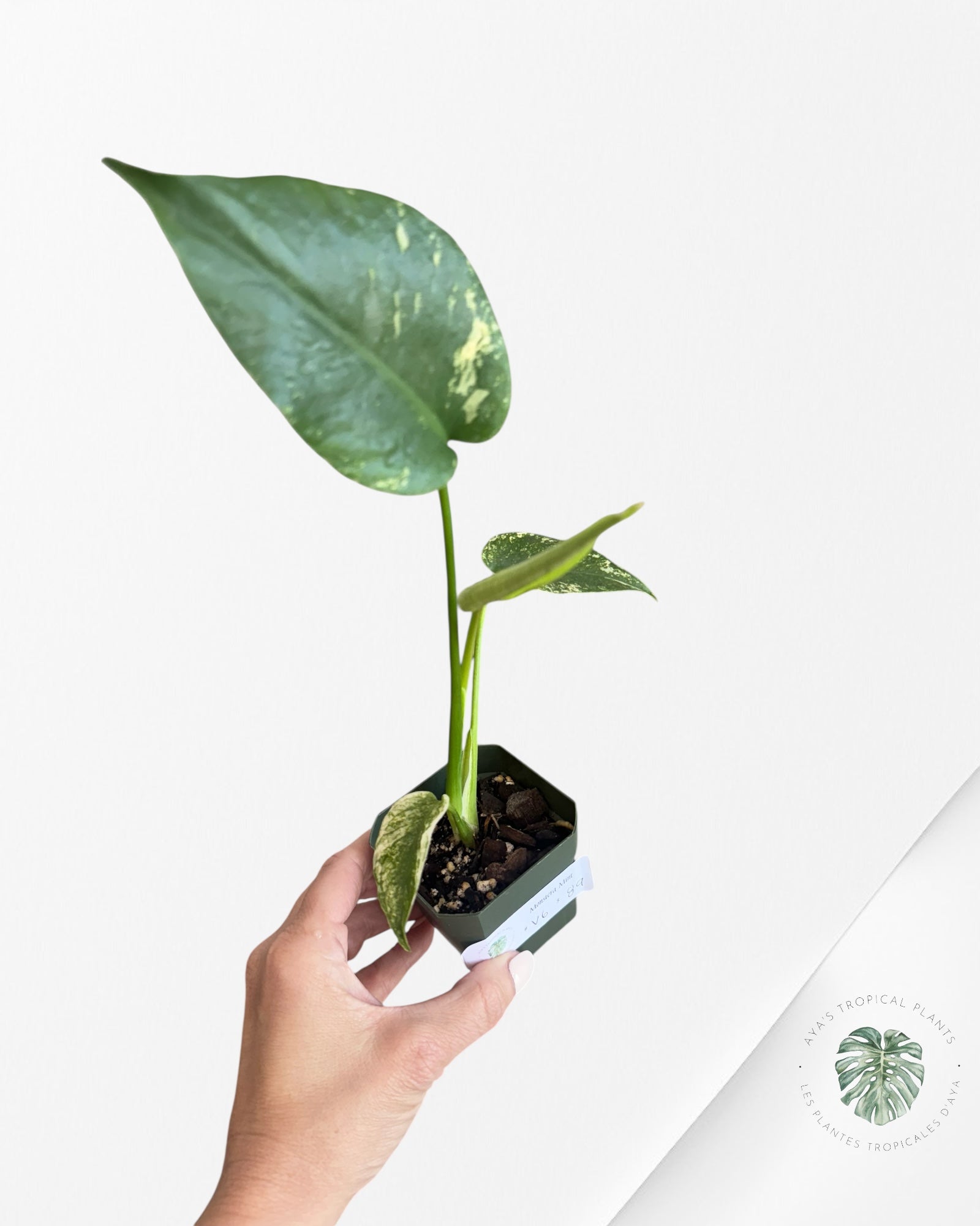 Monstera Menthe - V6