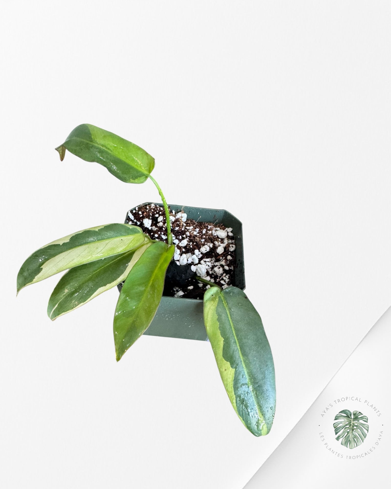 Philodendron atabapoense panaché - F2