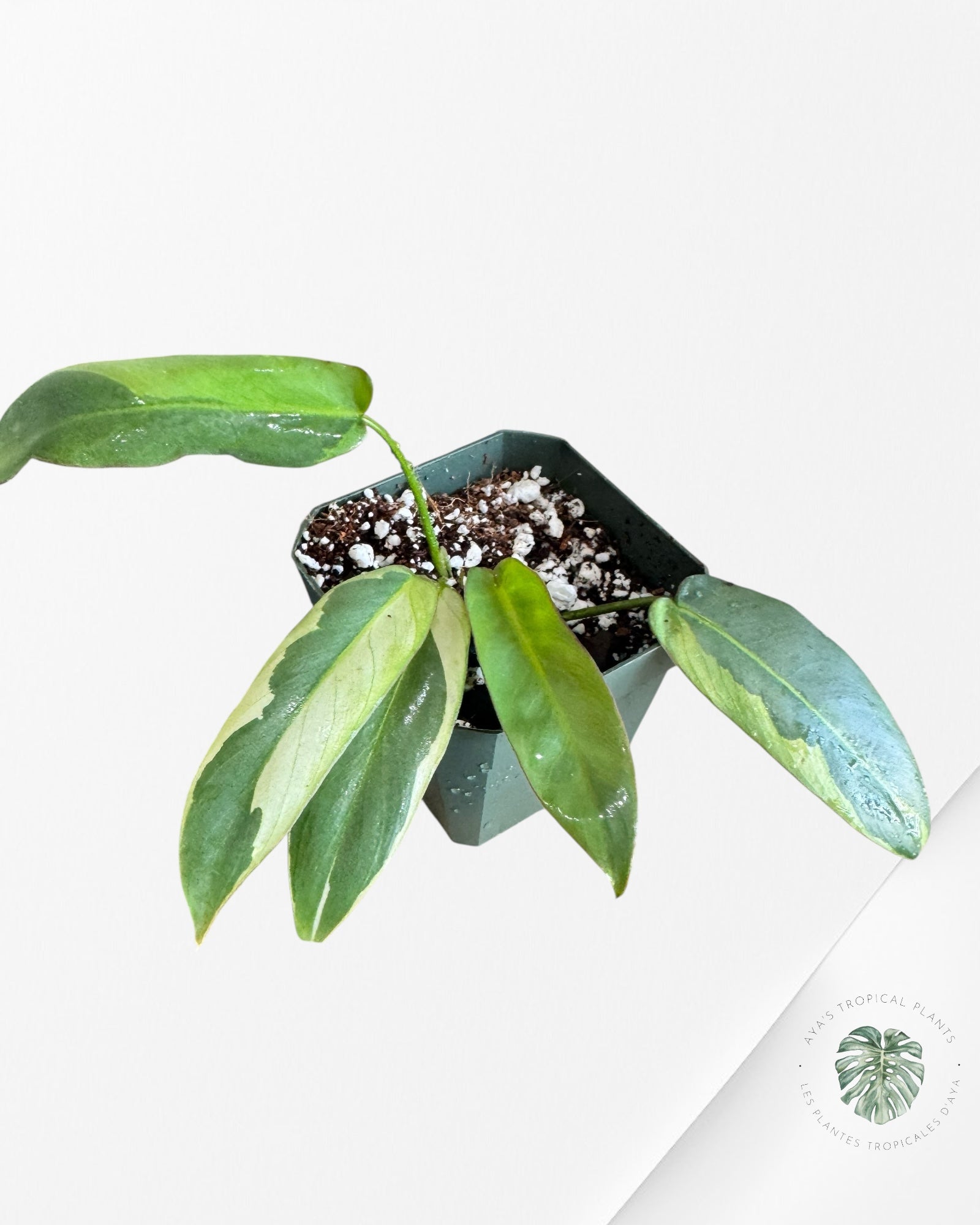 Philodendron atabapoense panaché - F2