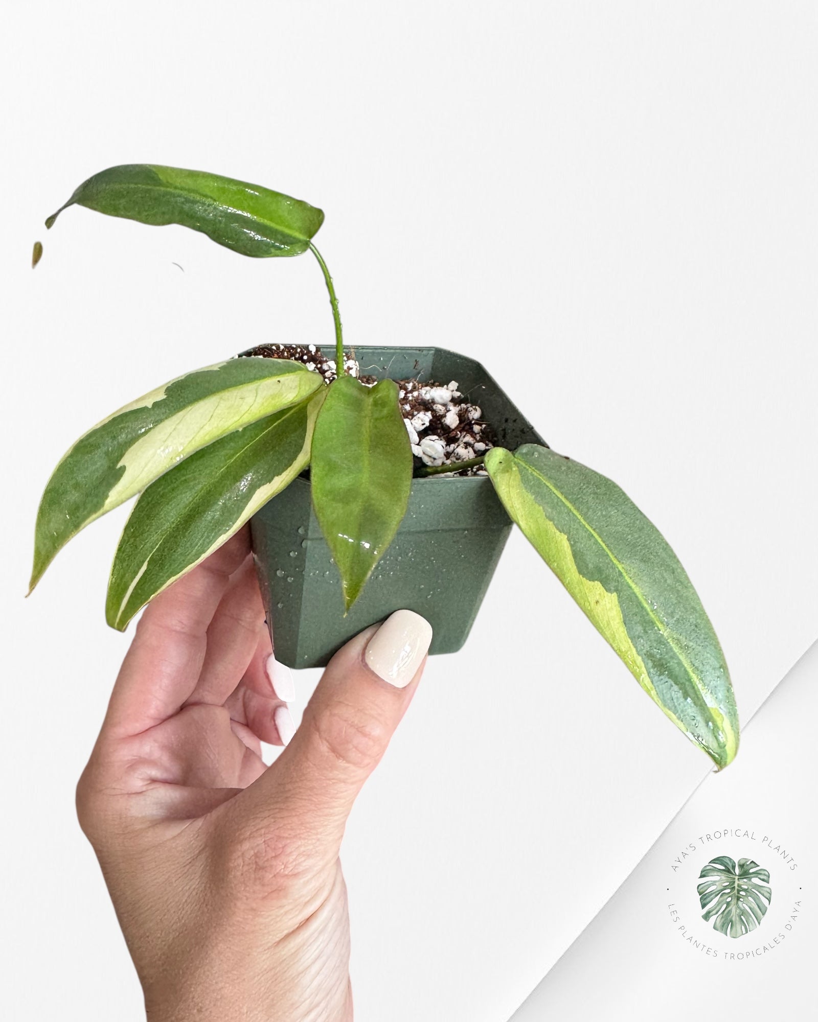 Philodendron atabapoense panaché - F2