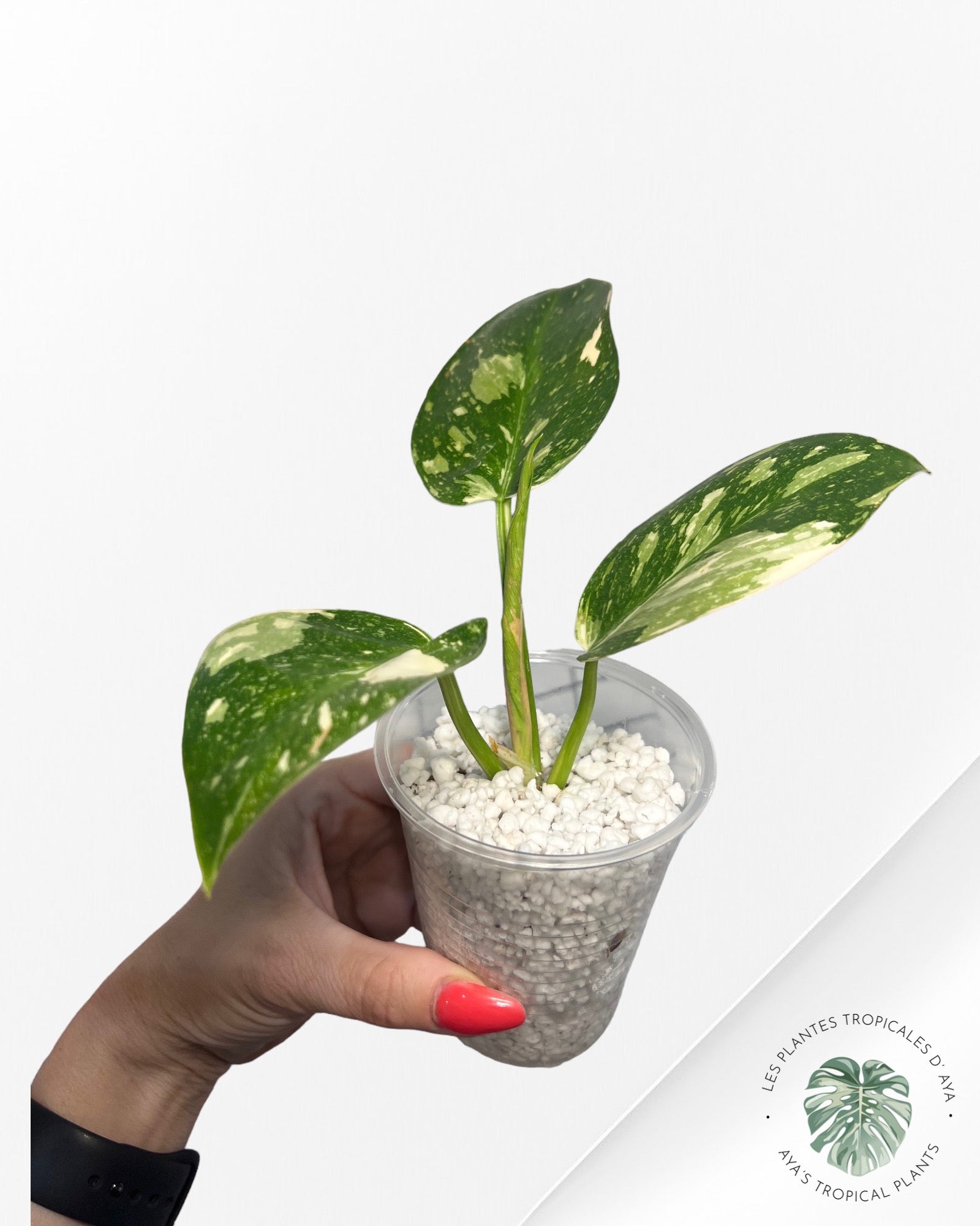 Philodendron Vert Congo Hybride-JA0824