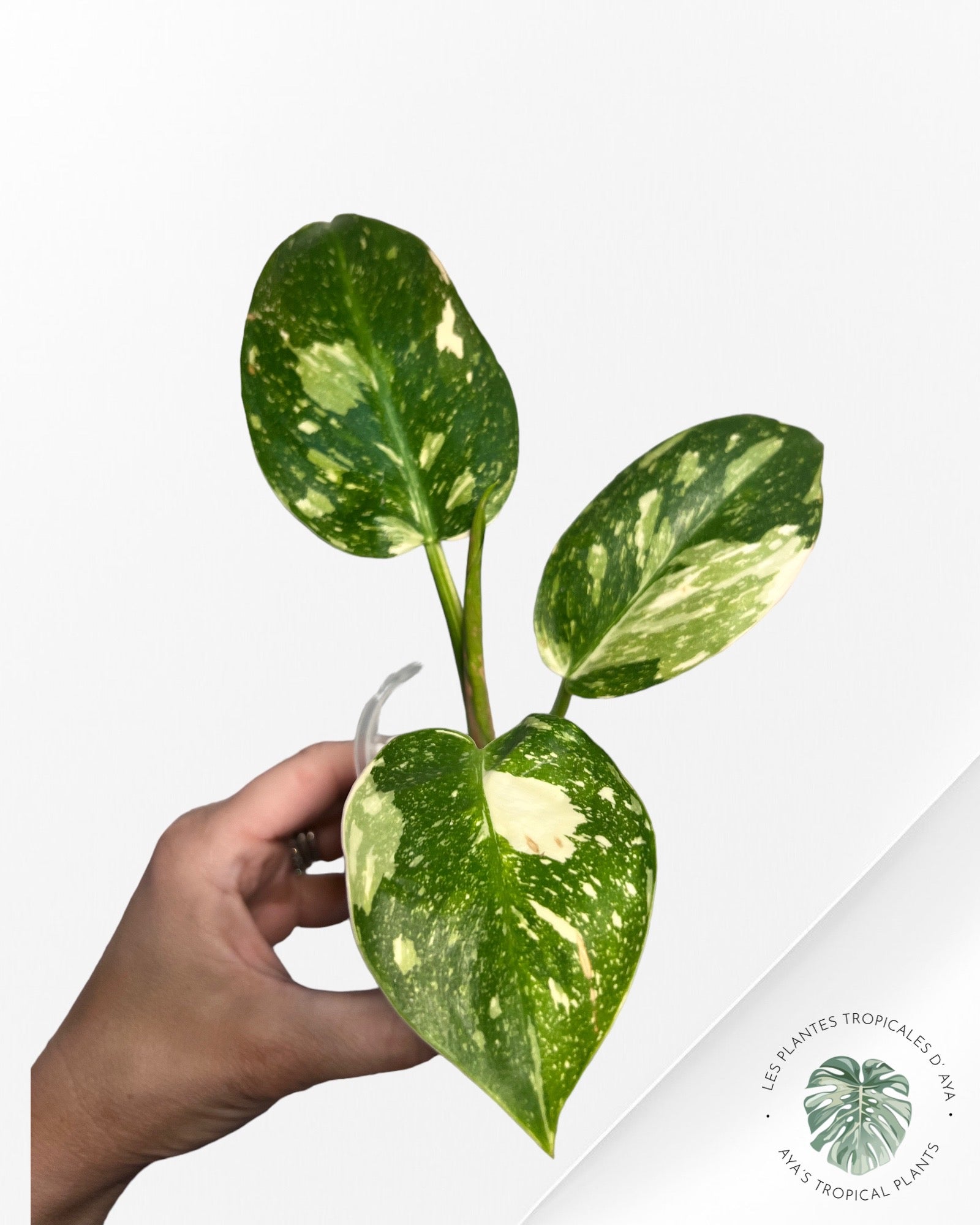 Philodendron Vert Congo Hybride-JA0824