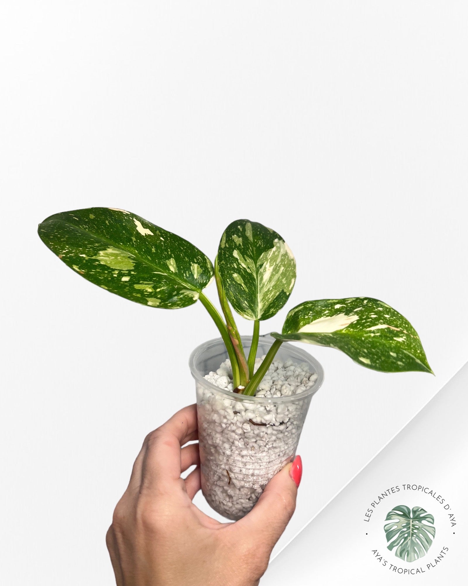Philodendron Vert Congo Hybride-JA0824