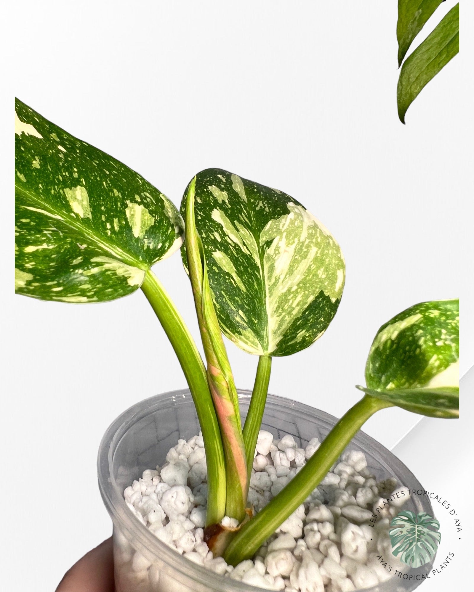 Philodendron Vert Congo Hybride-JA0824