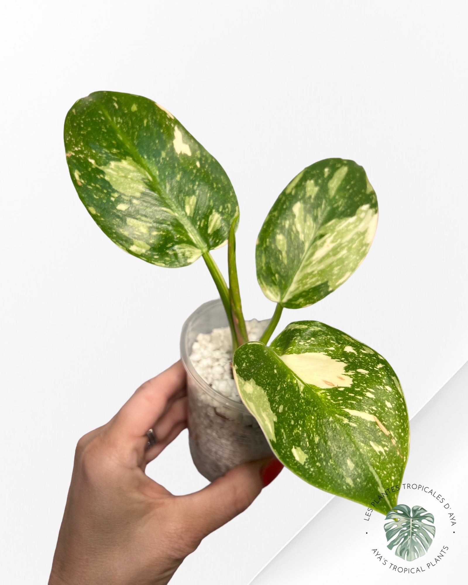 Philodendron Vert Congo Hybride-JA0824
