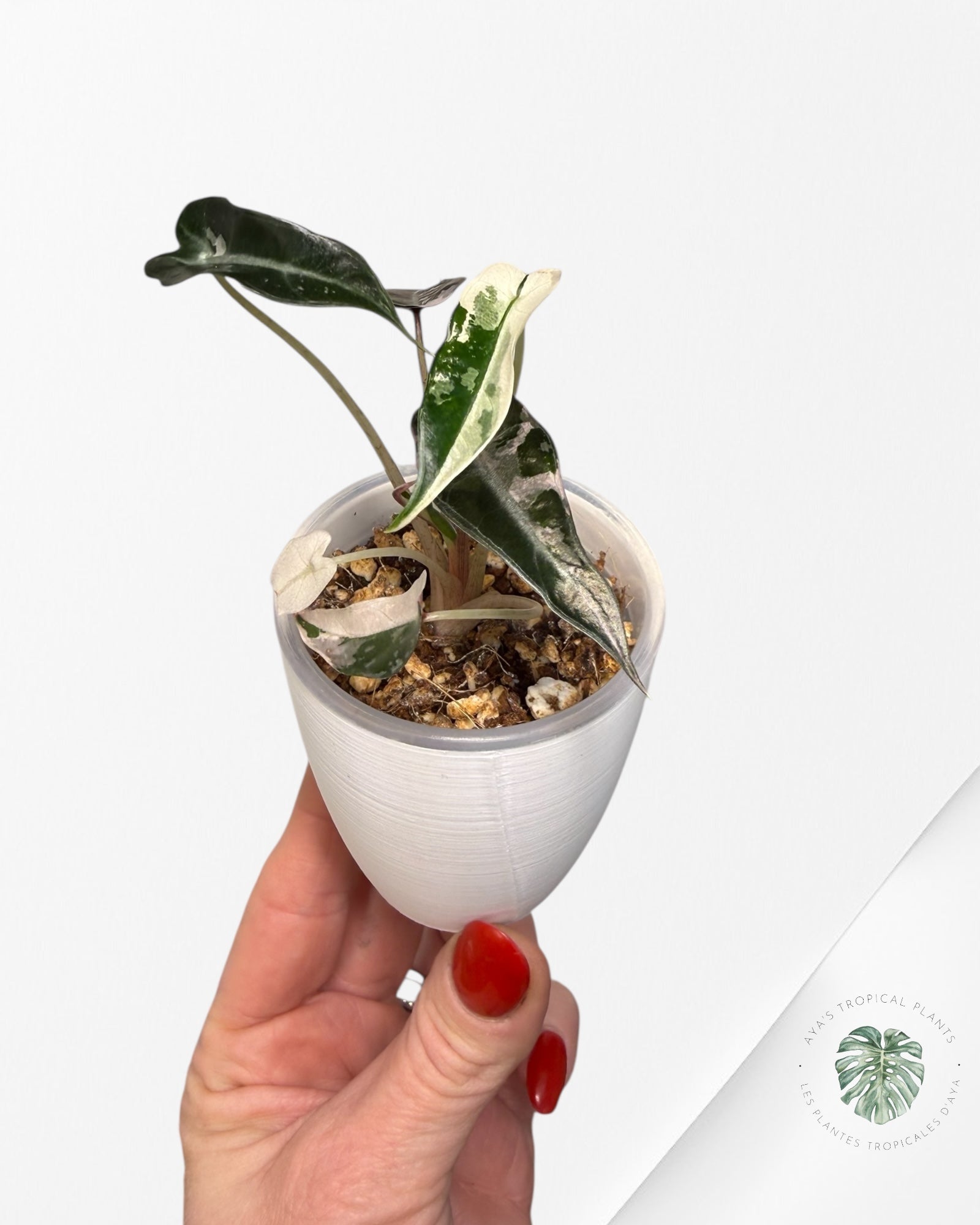 Alocasia Bambino rose panaché | Plante TC rare | Plantes tropicales d'Aya