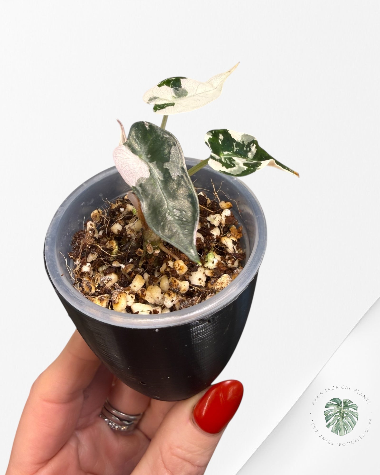 Alocasia Bambino Variagated Pink