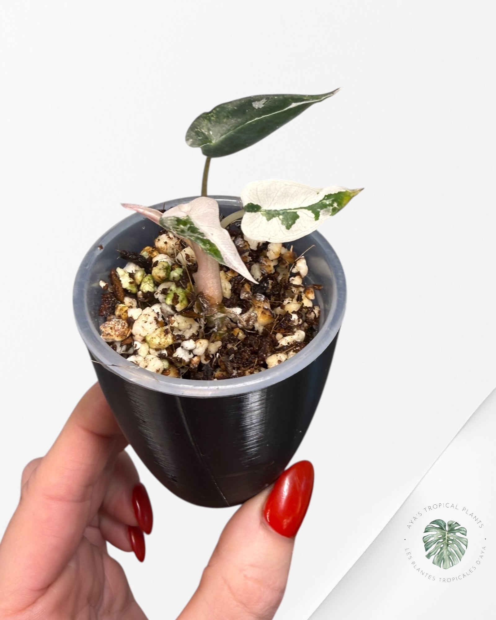 Alocasia Bambino Variagated Pink