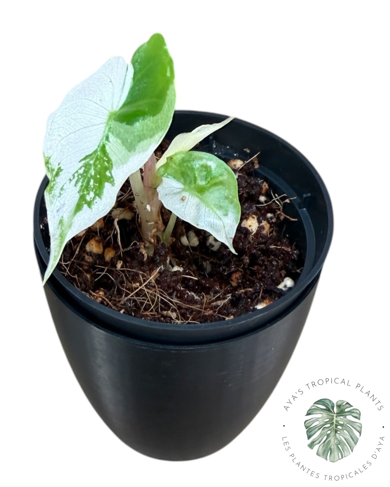 Alocasia Pink Dragon Albo