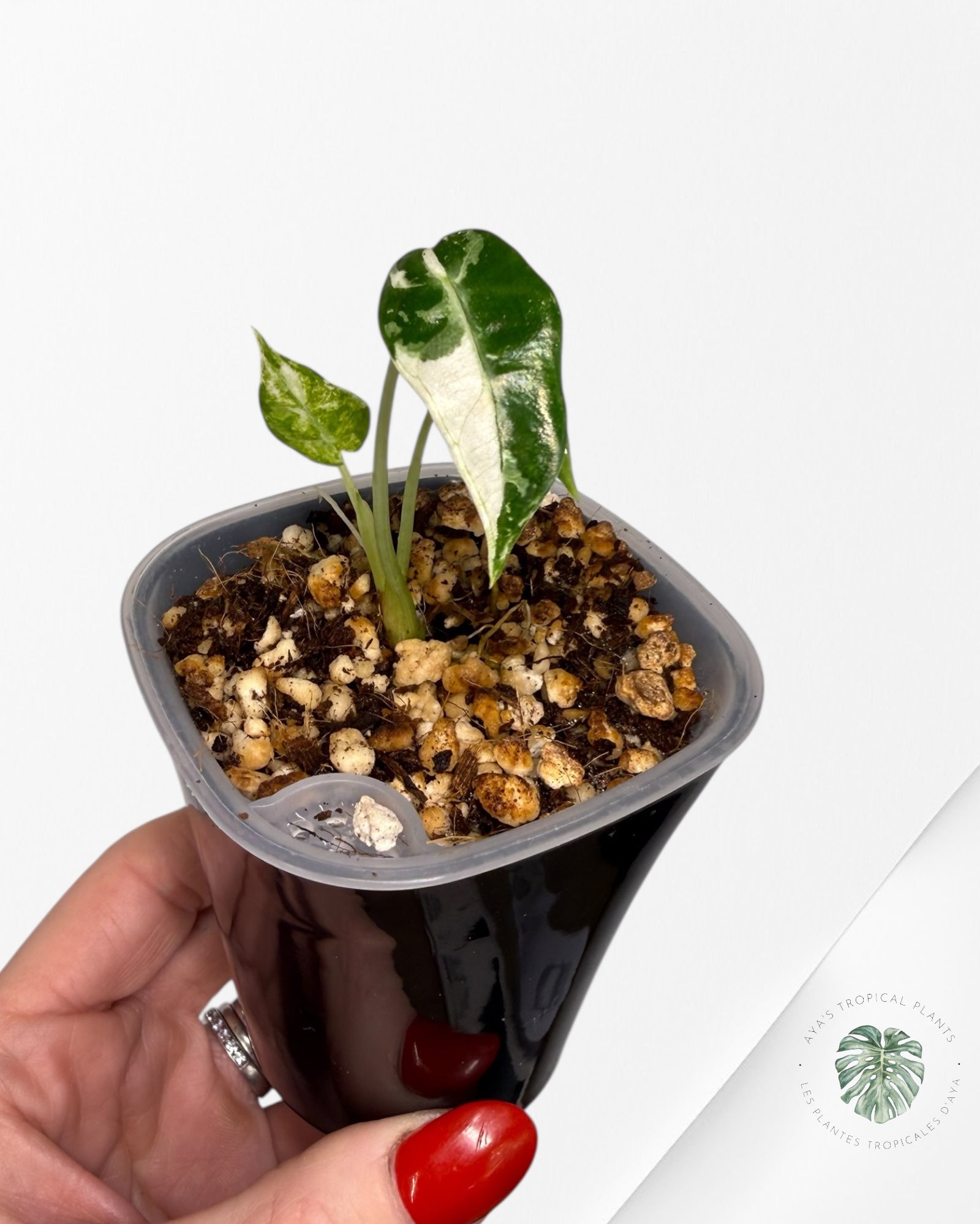 Alocasia Bambino Albo & Aurea Variegated