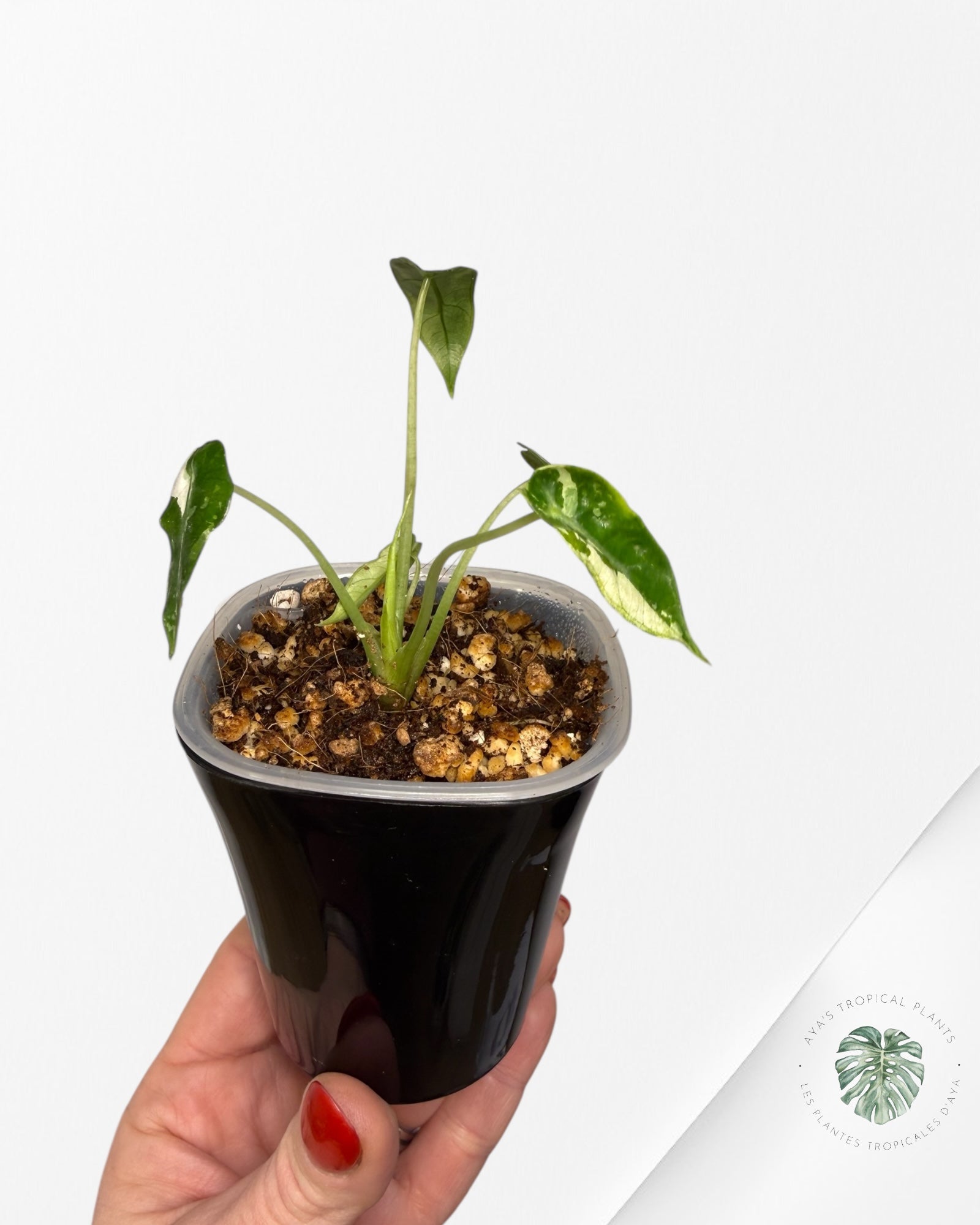 Alocasia Bambino Albo & Aurea Variegated