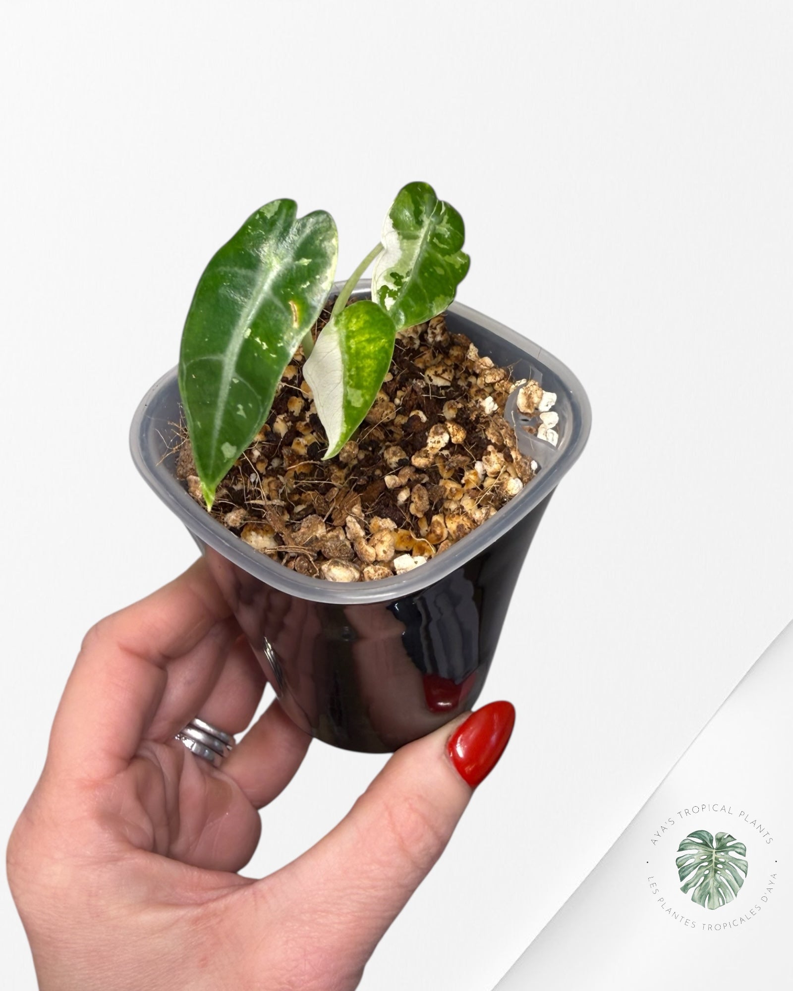 Alocasia Bambino Albo & Aurea Variegated