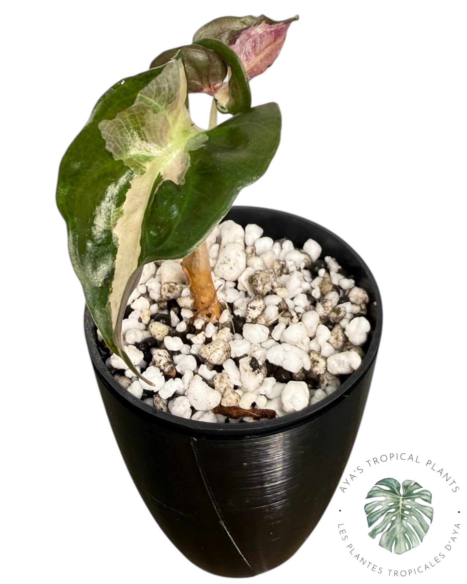 Alocasia Polly Lava Variegated