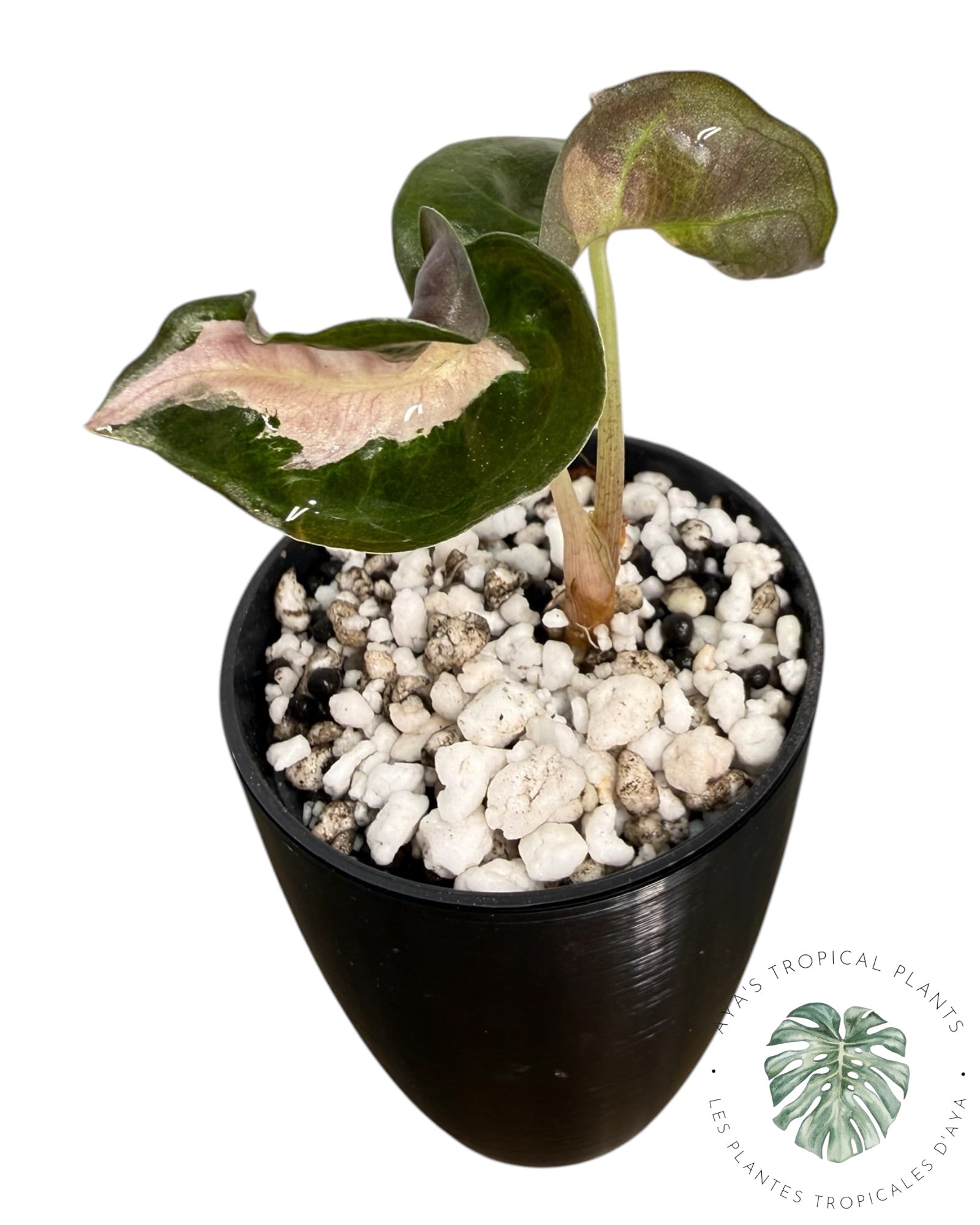 Alocasia Polly Lava Variegated