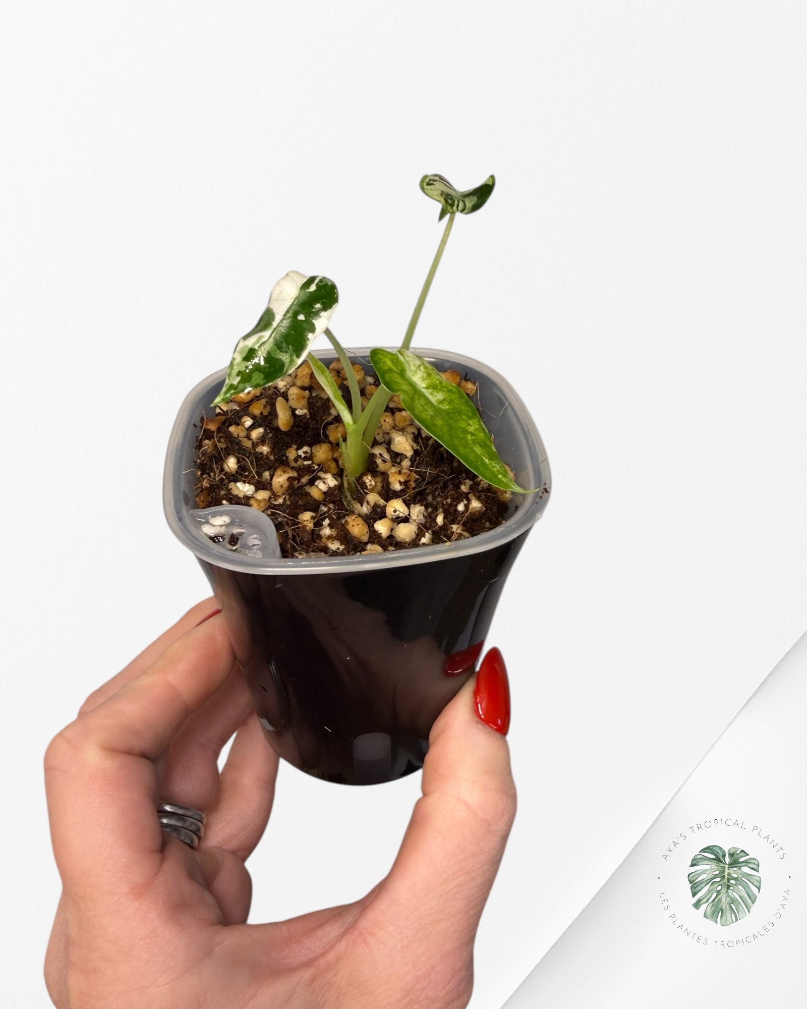 Alocasia Bambino Albo & Aurea Variegated