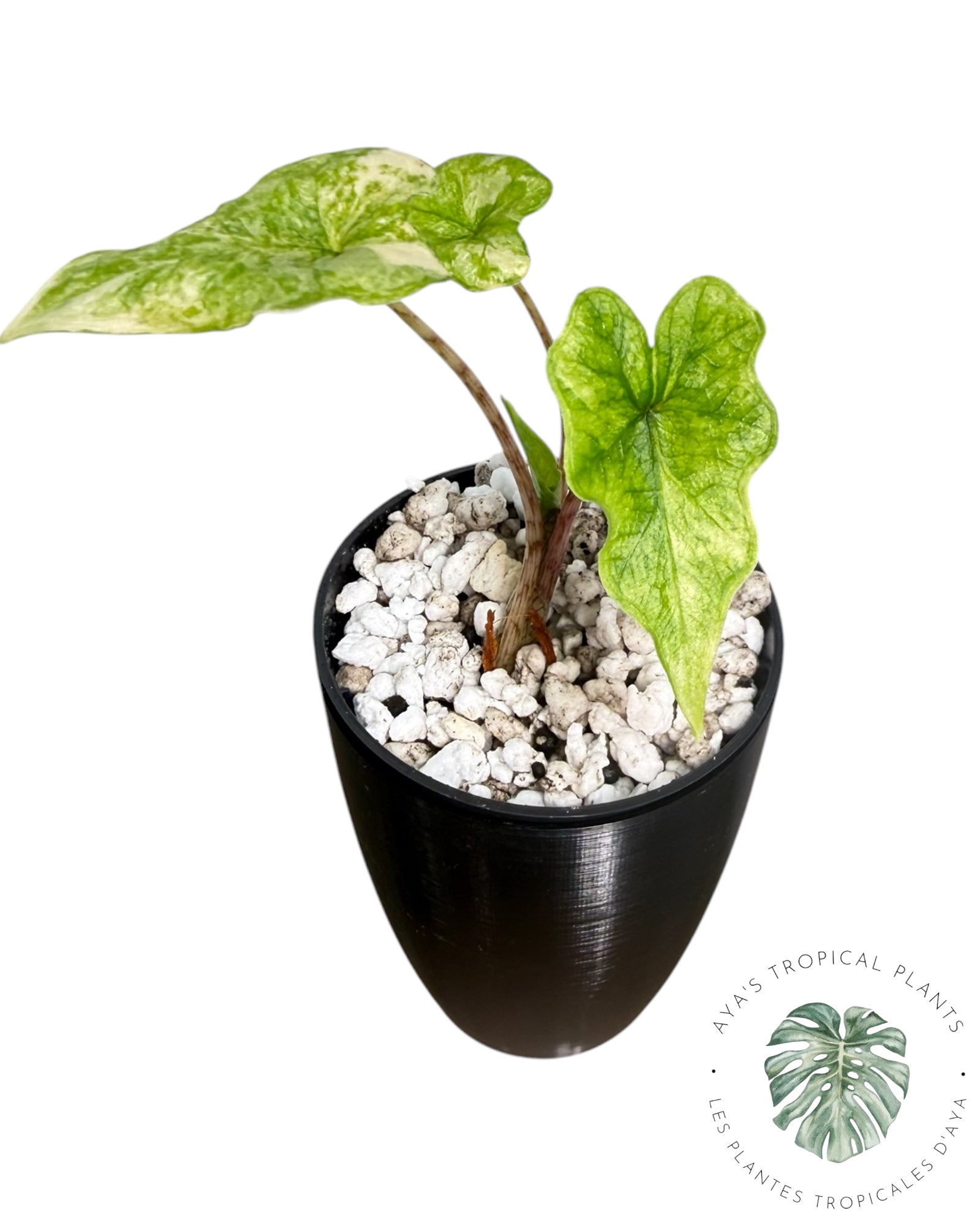 Alocasia Jacklyn panaché (qualité A)